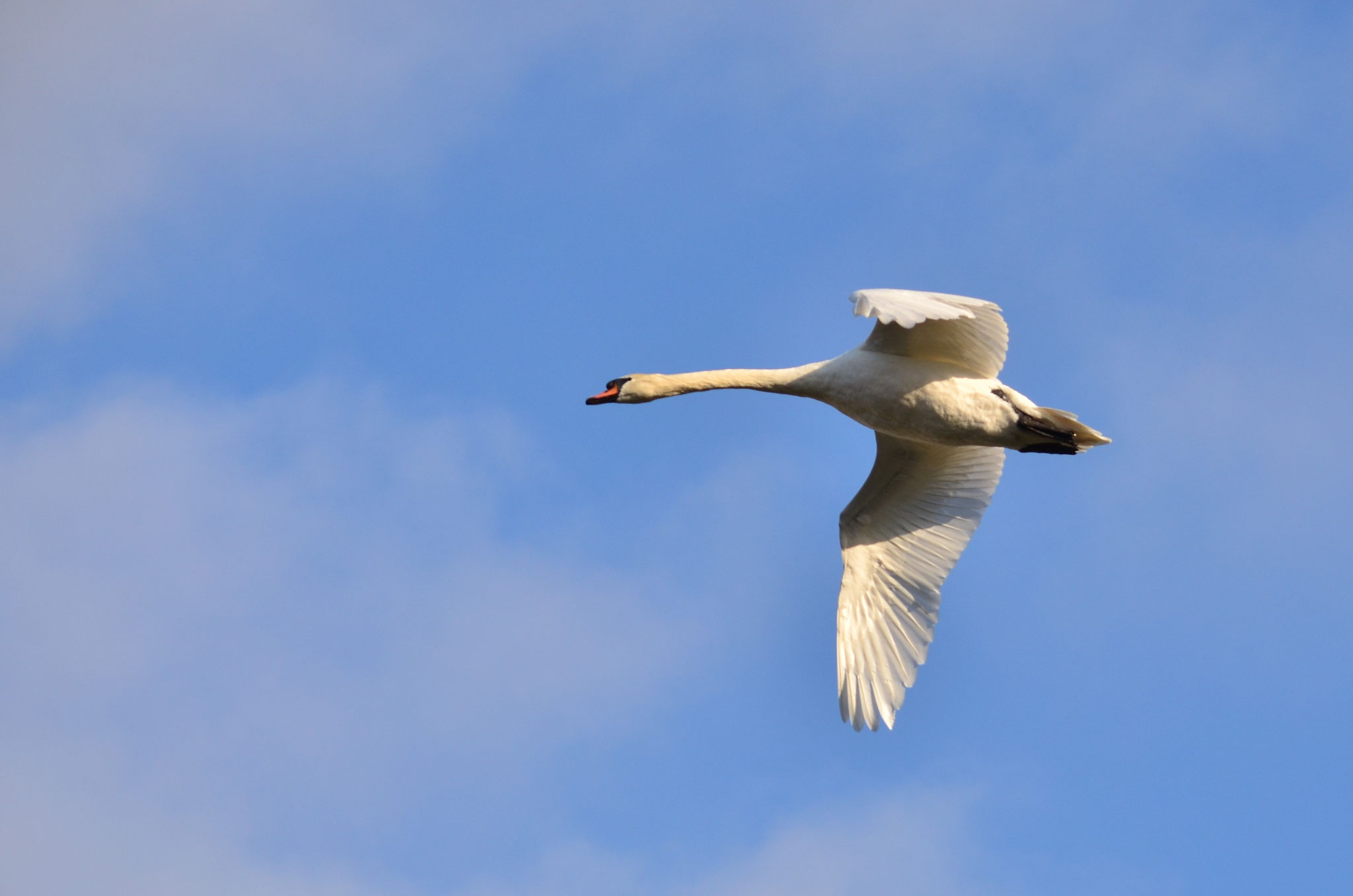 Cygne tuberculé (Alsace, France)