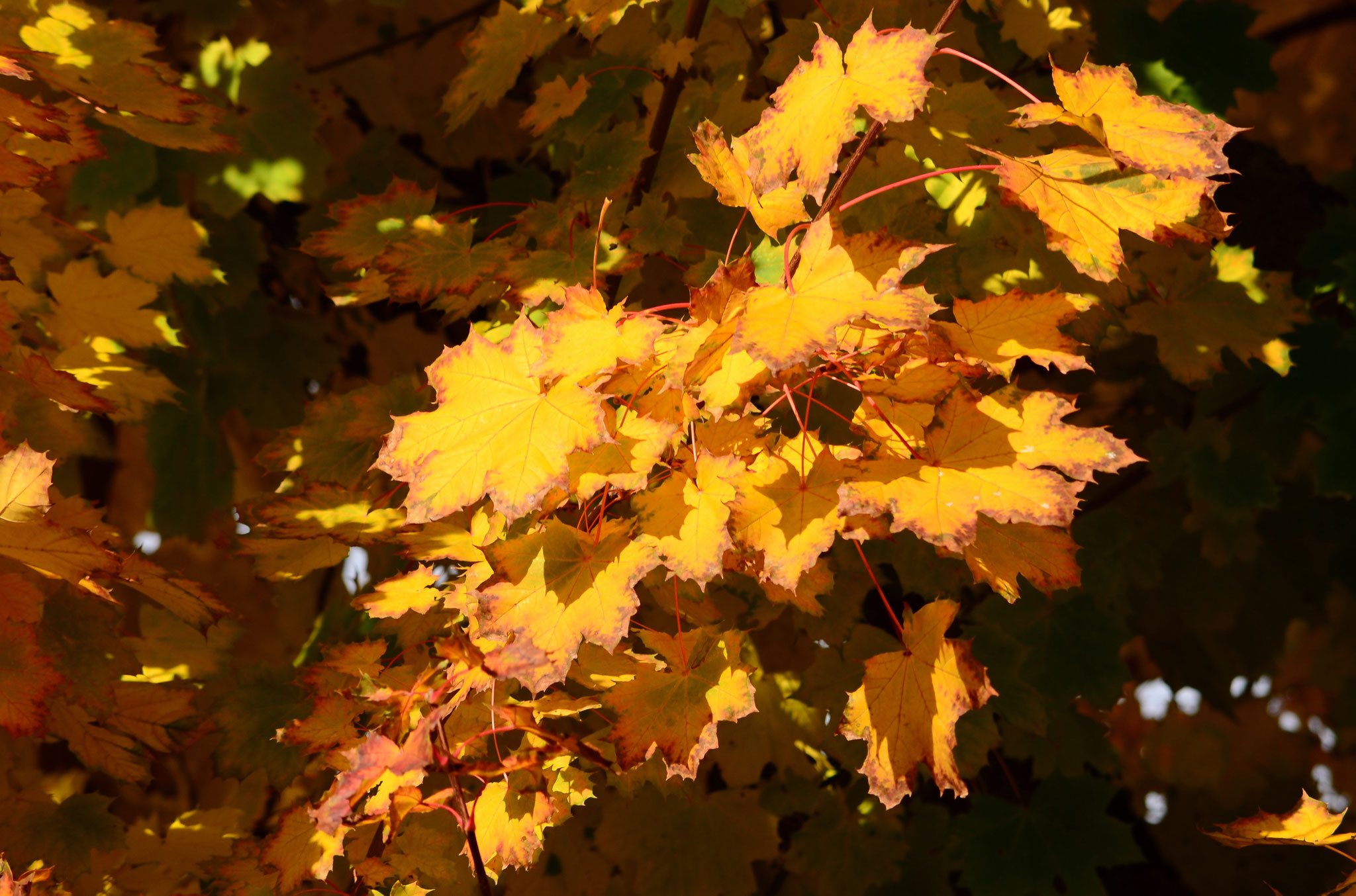 Feuilles d'automne