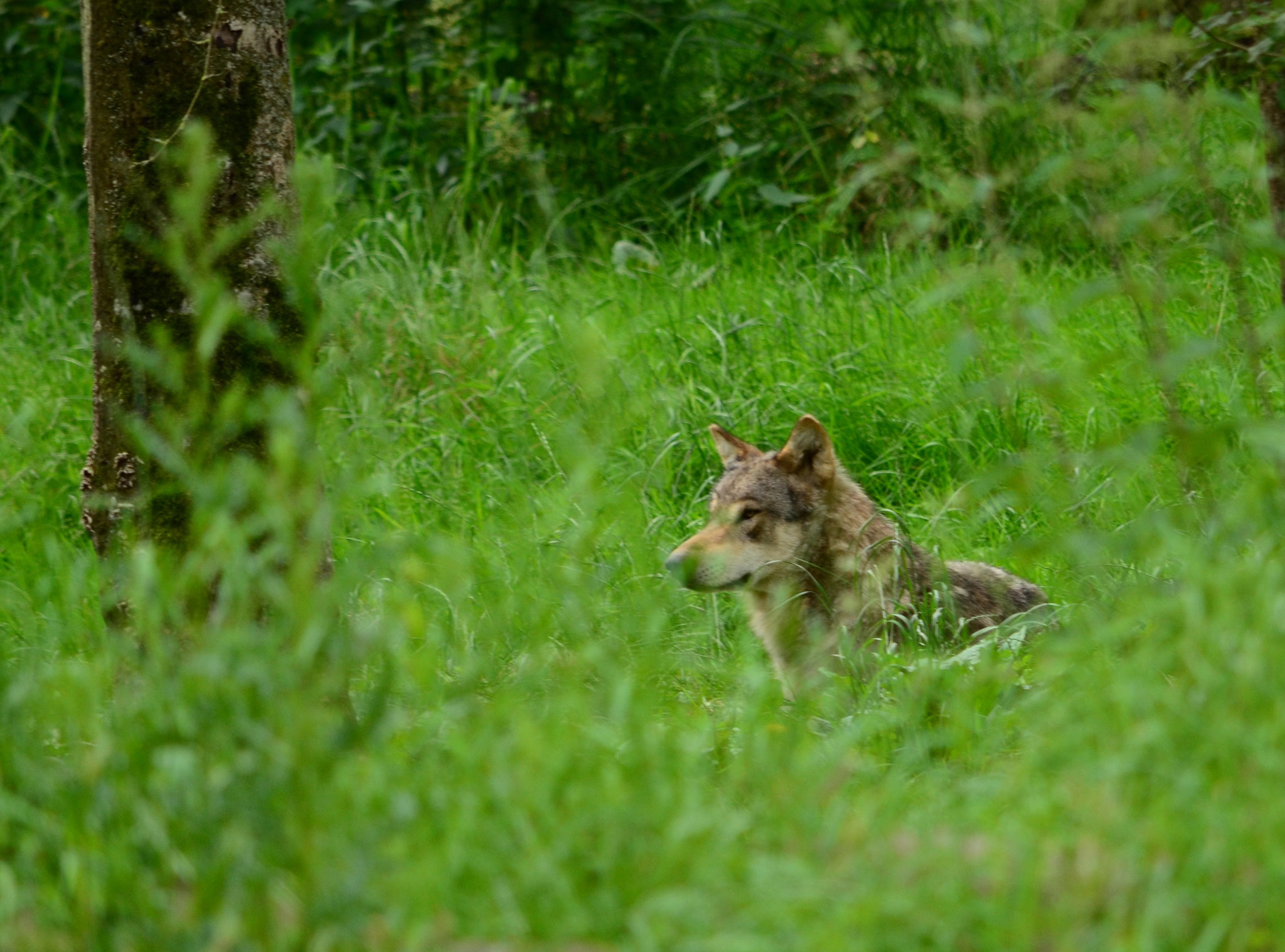 Loup gris d'Europe