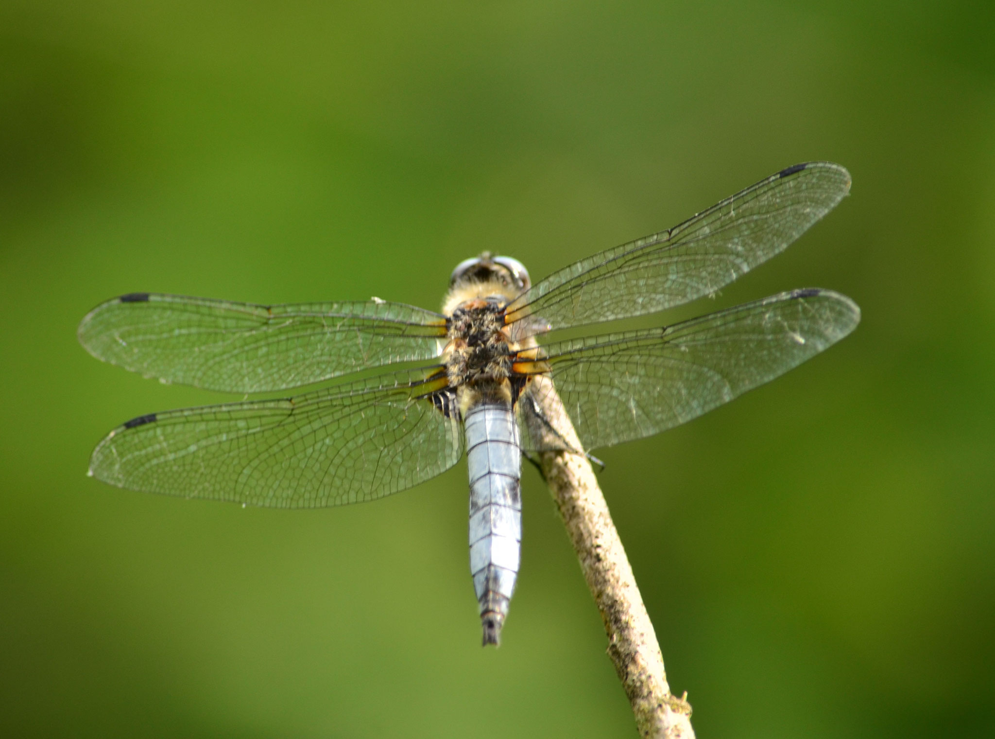 Libellule fauve mâle  (Petite Camargue alsacienne, Haut-Rhin)  Mai 2018