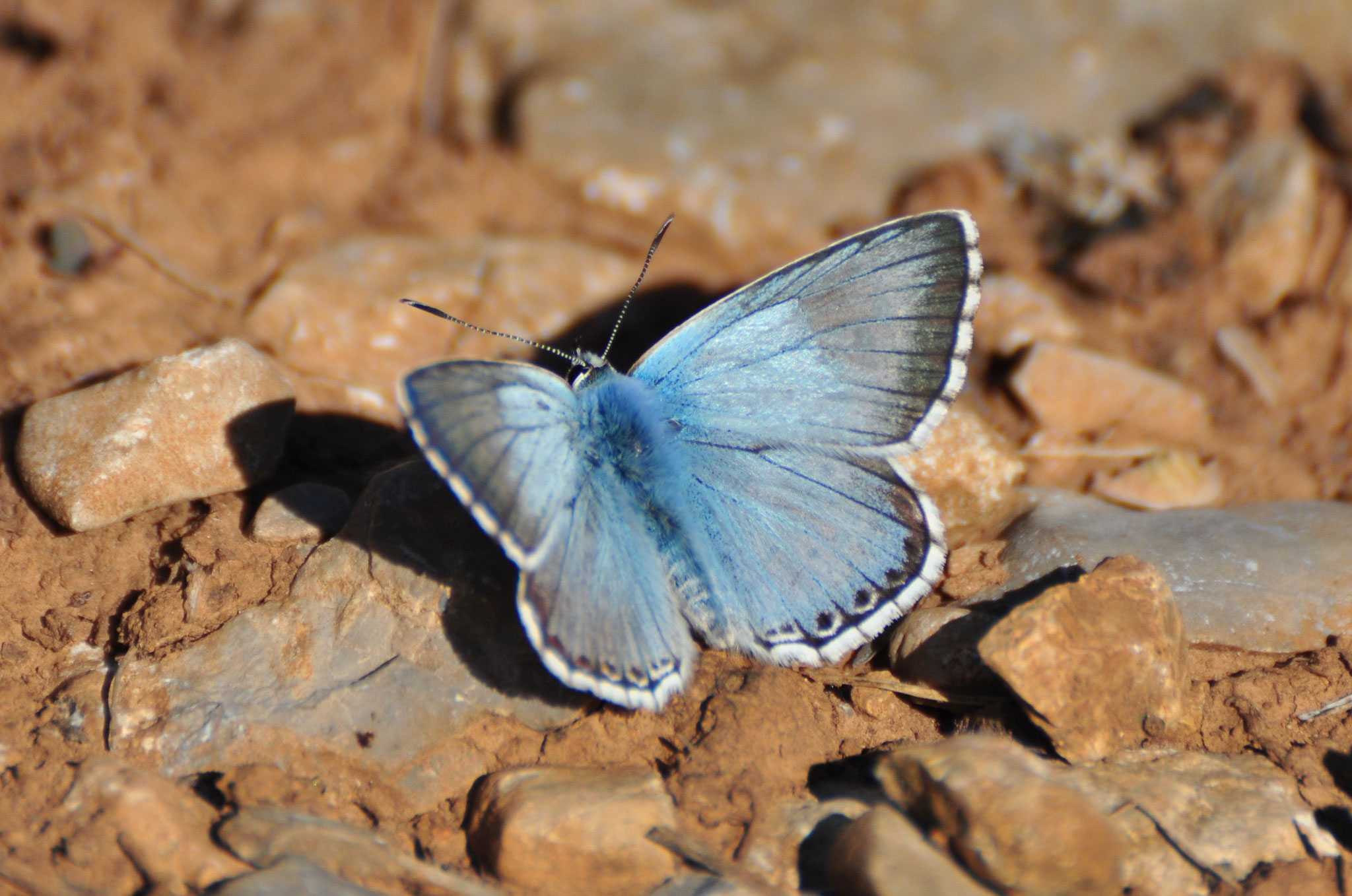 Adonis bleu (Westhalten, Haut-Rhin)  Septembre 2012