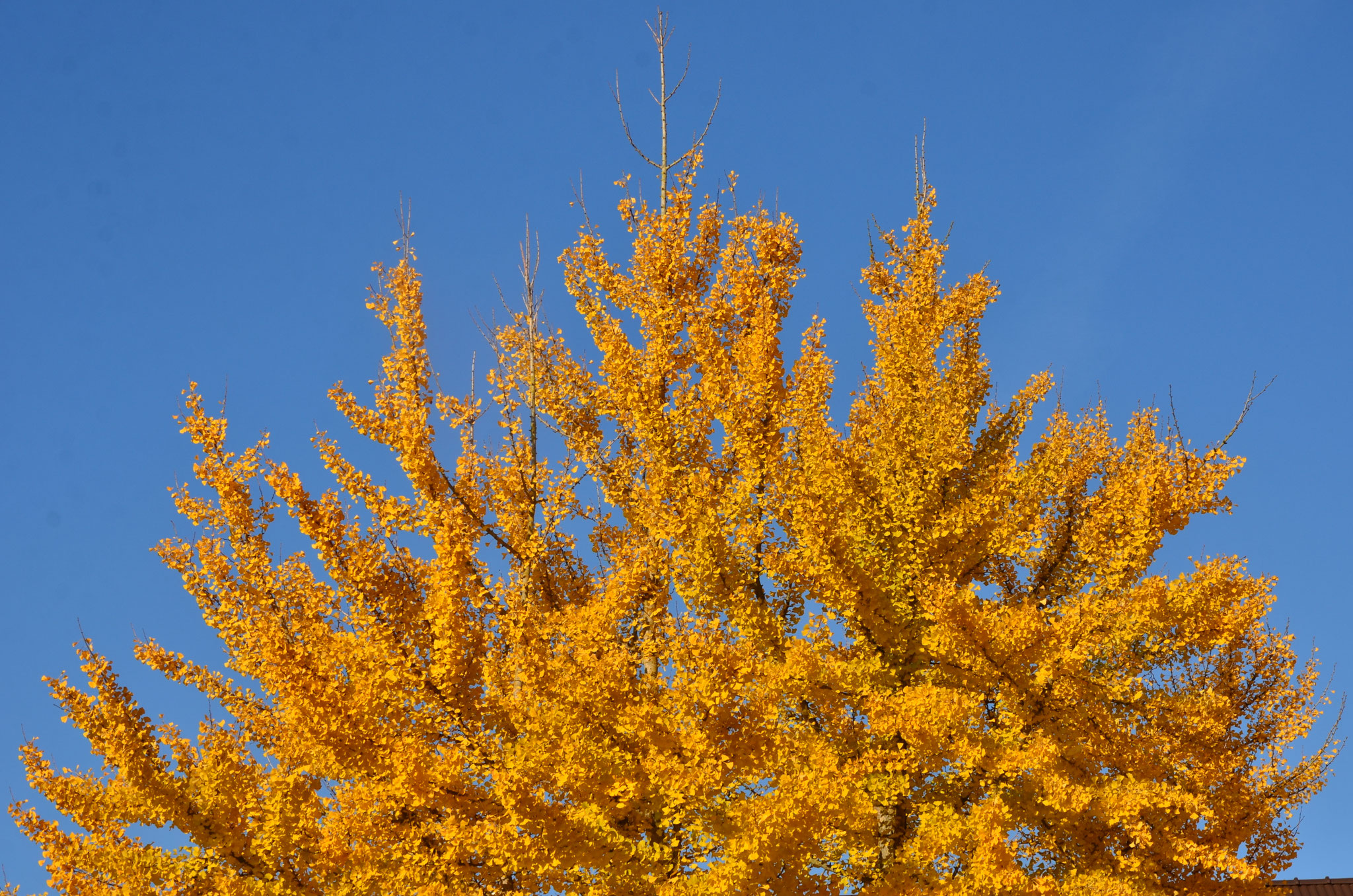 Arbre aux quarante écus