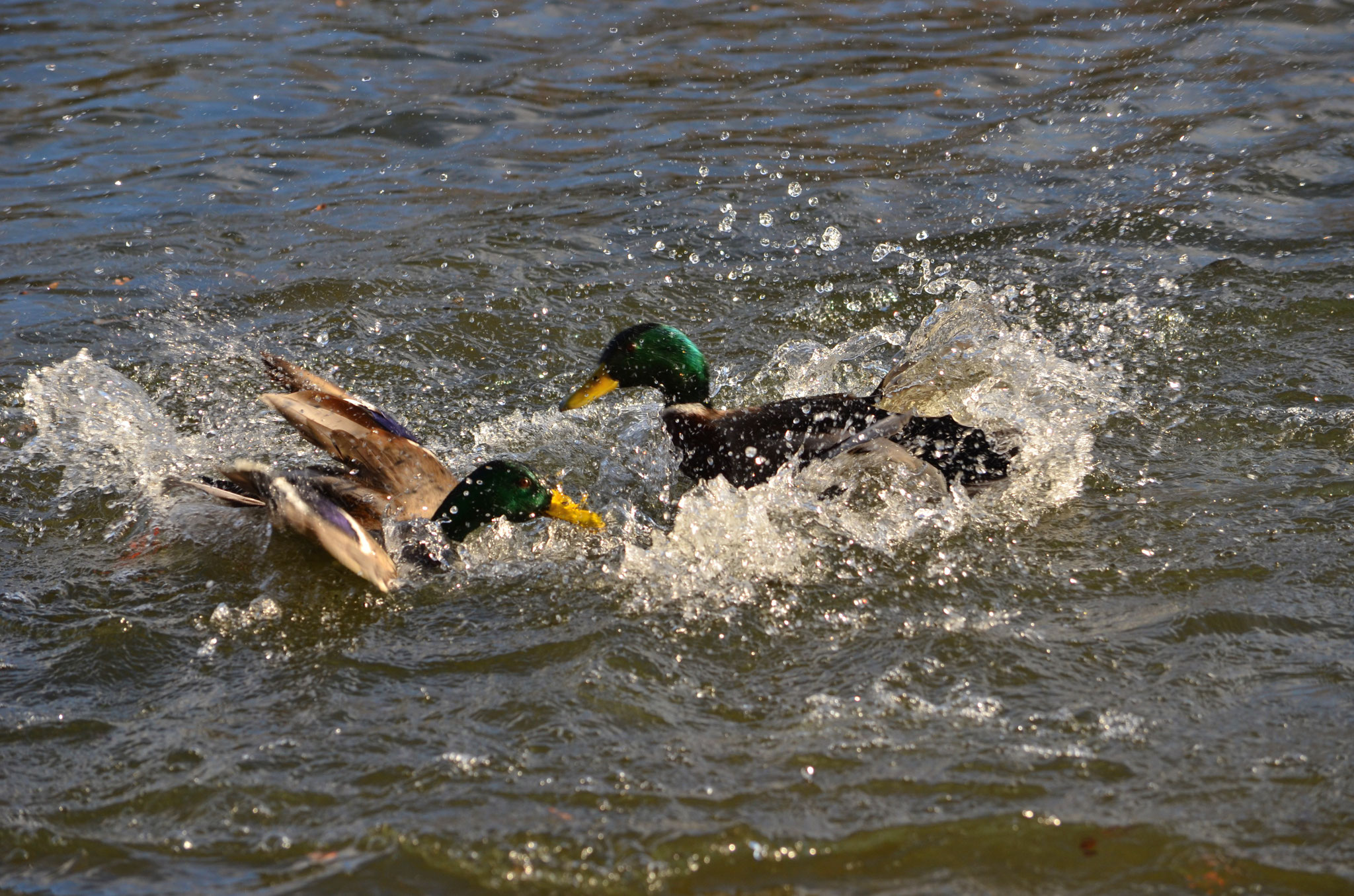 Bataille de canards colvert (Alsace, France)