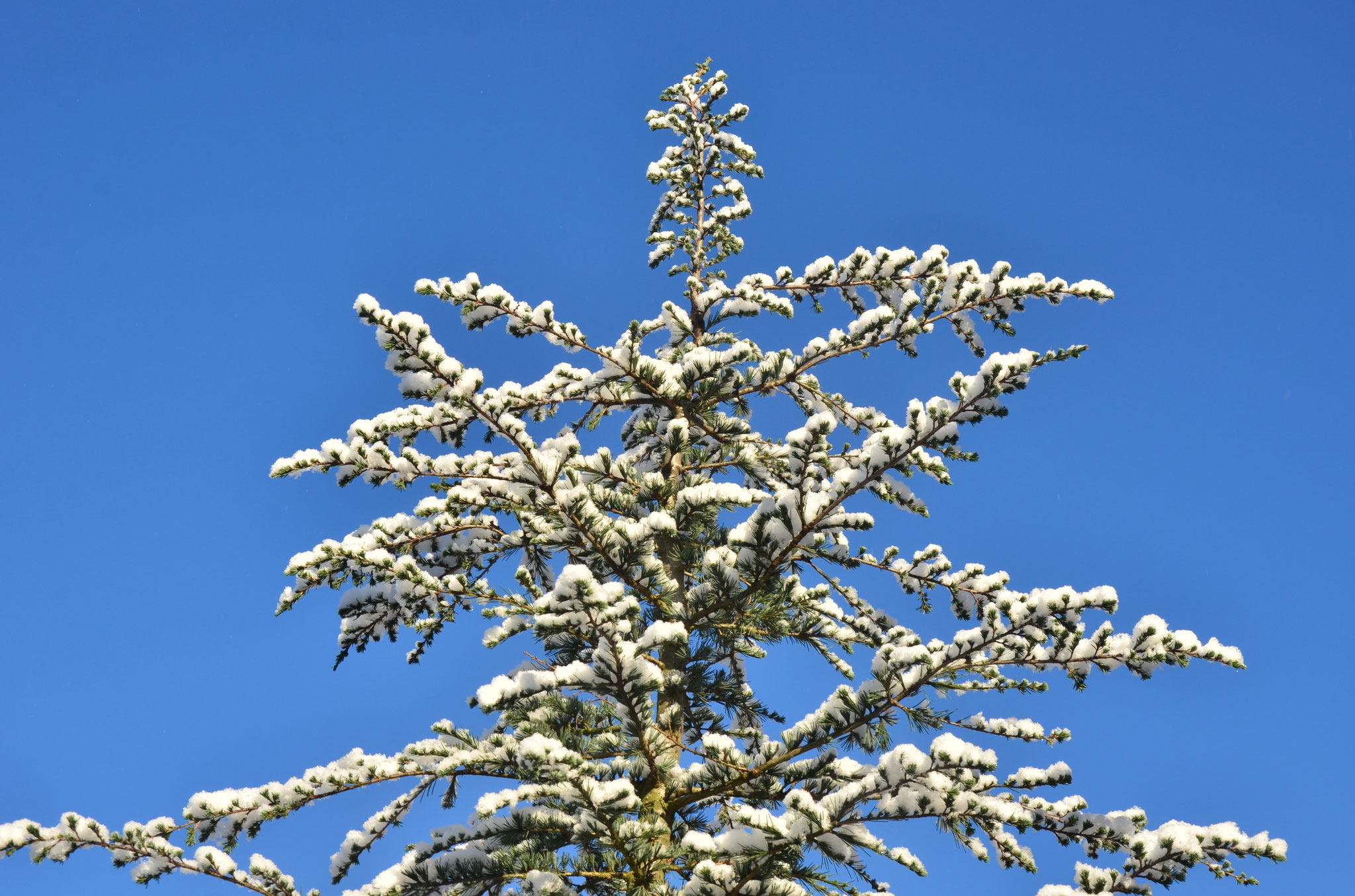 Arbre enneigé