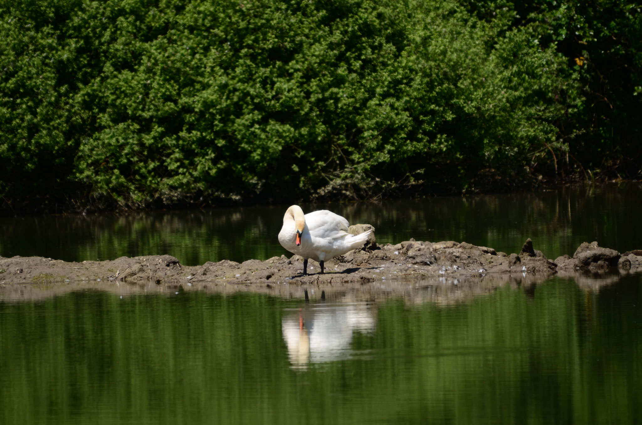 Cygne se mirant dans l'eau