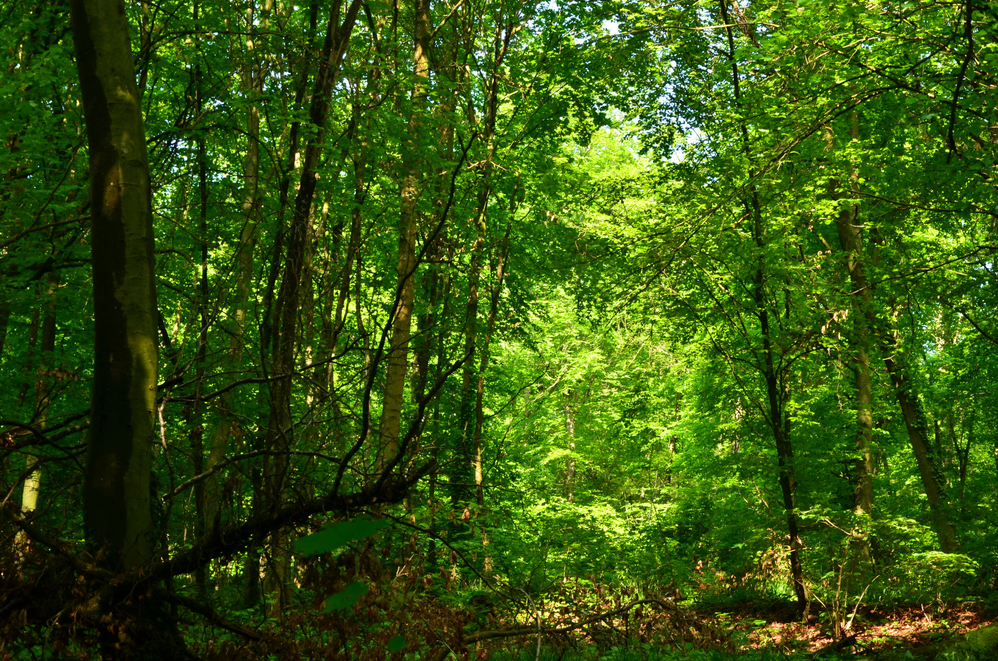 Forêt au printemps