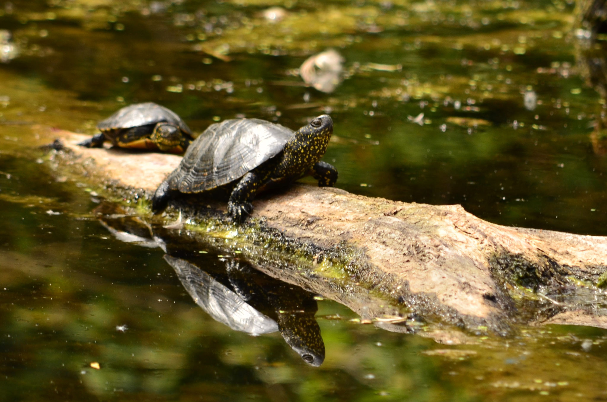 Reflet de tortue