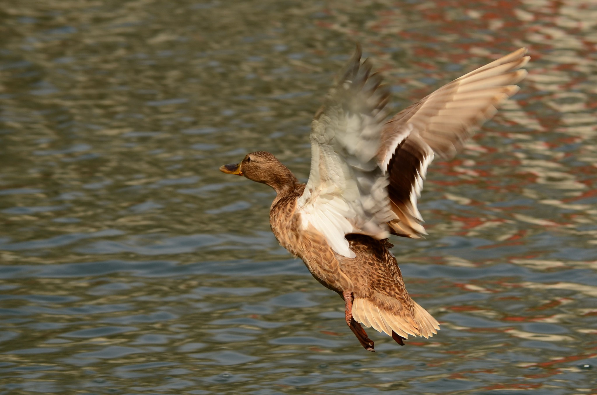 Cane colvert (Alsace, France)