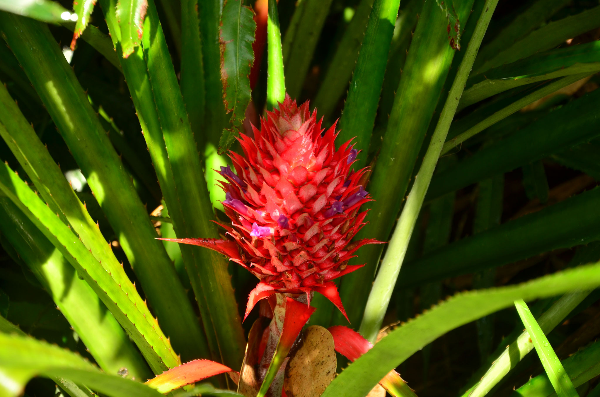 Ananas sauvage