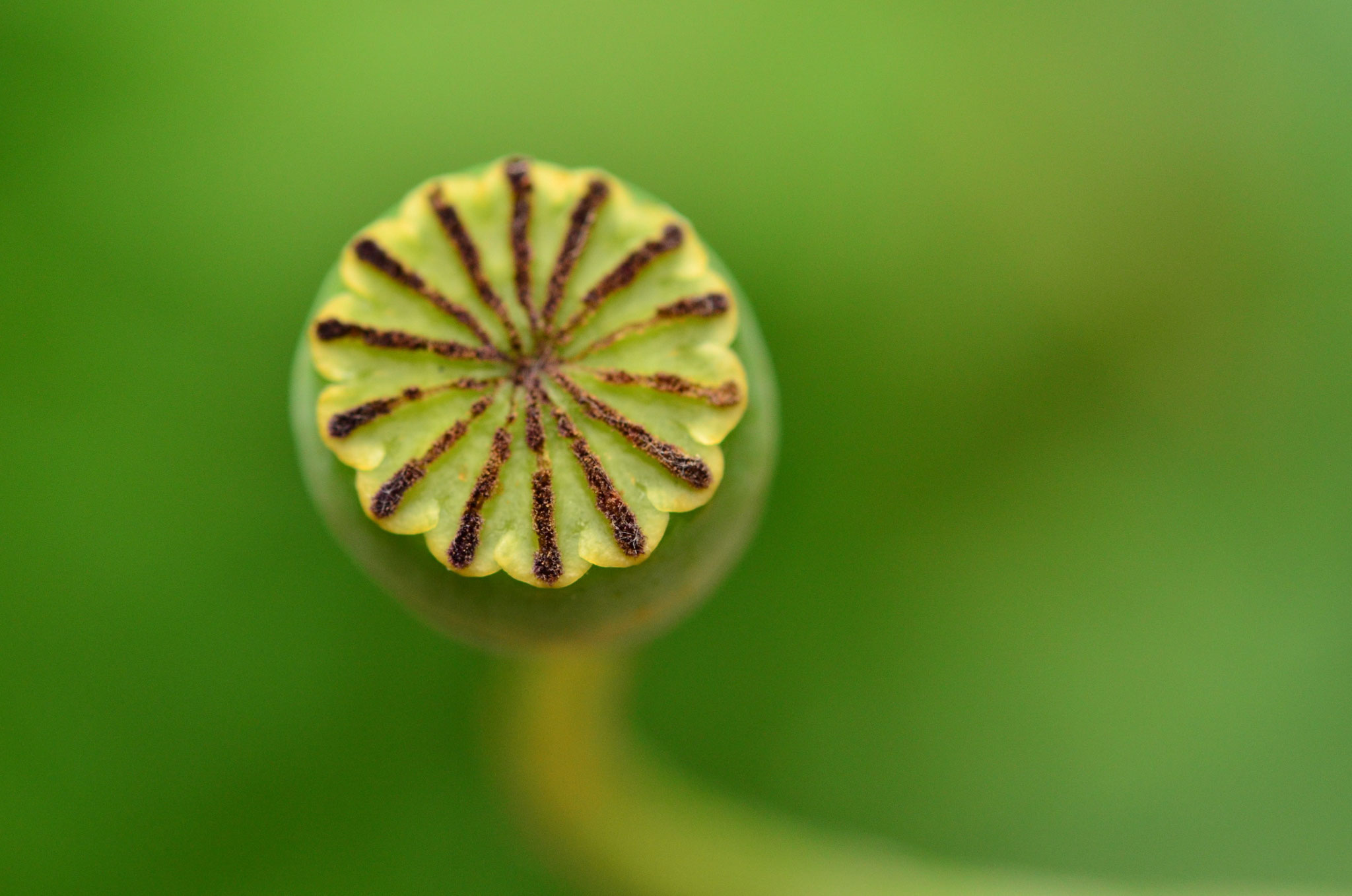 Pistil de coquelicot