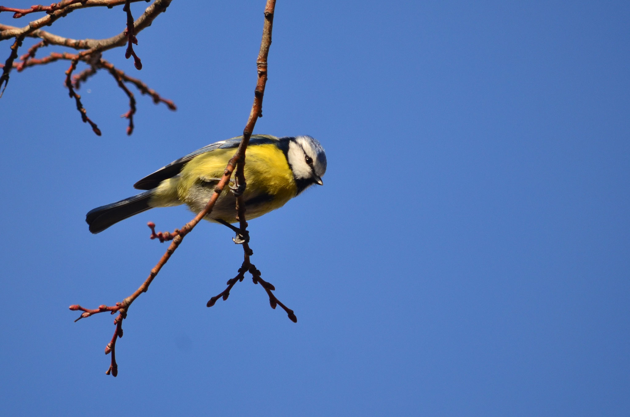 Mésange bleue (Alsace, France)