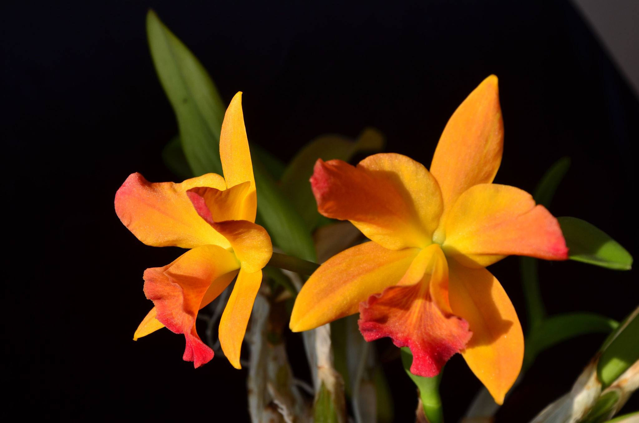 Orchidées Cattleya