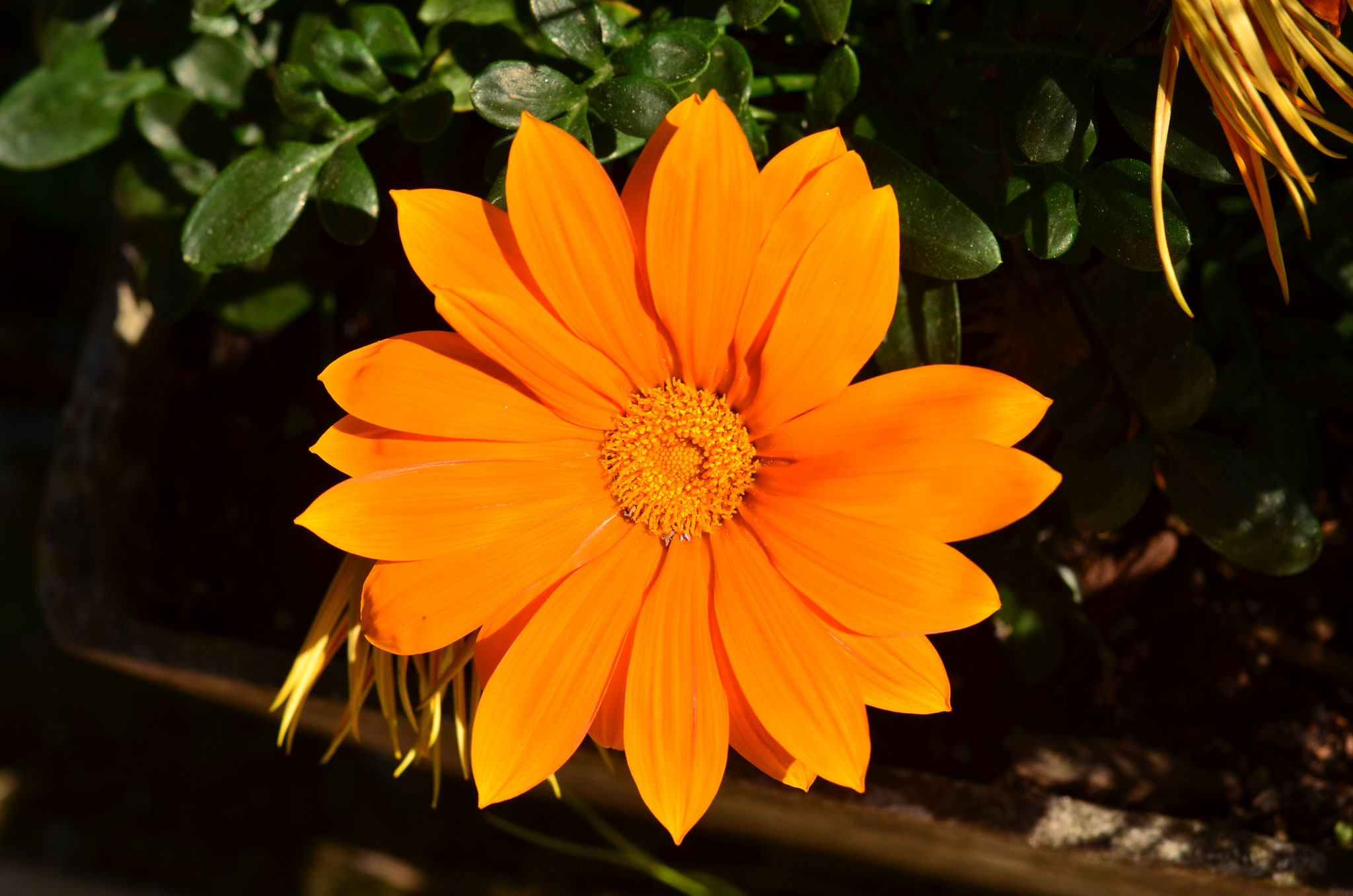 Gazania