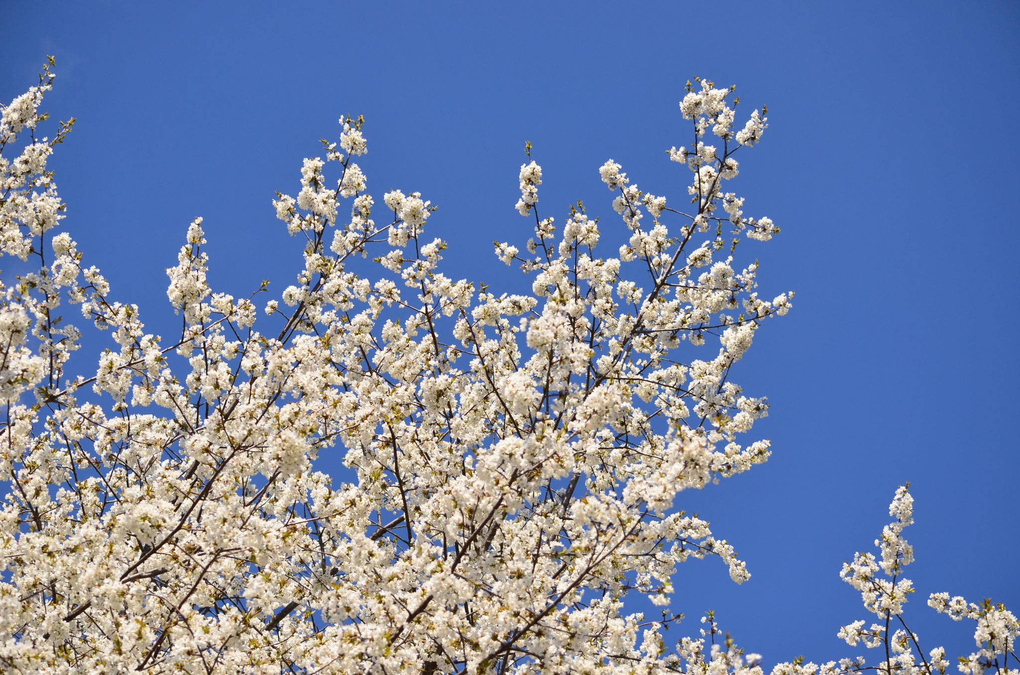 Blancheur du printemps