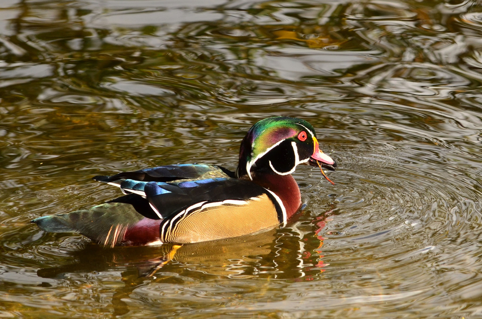 Canard carolin illuminé par le soleil