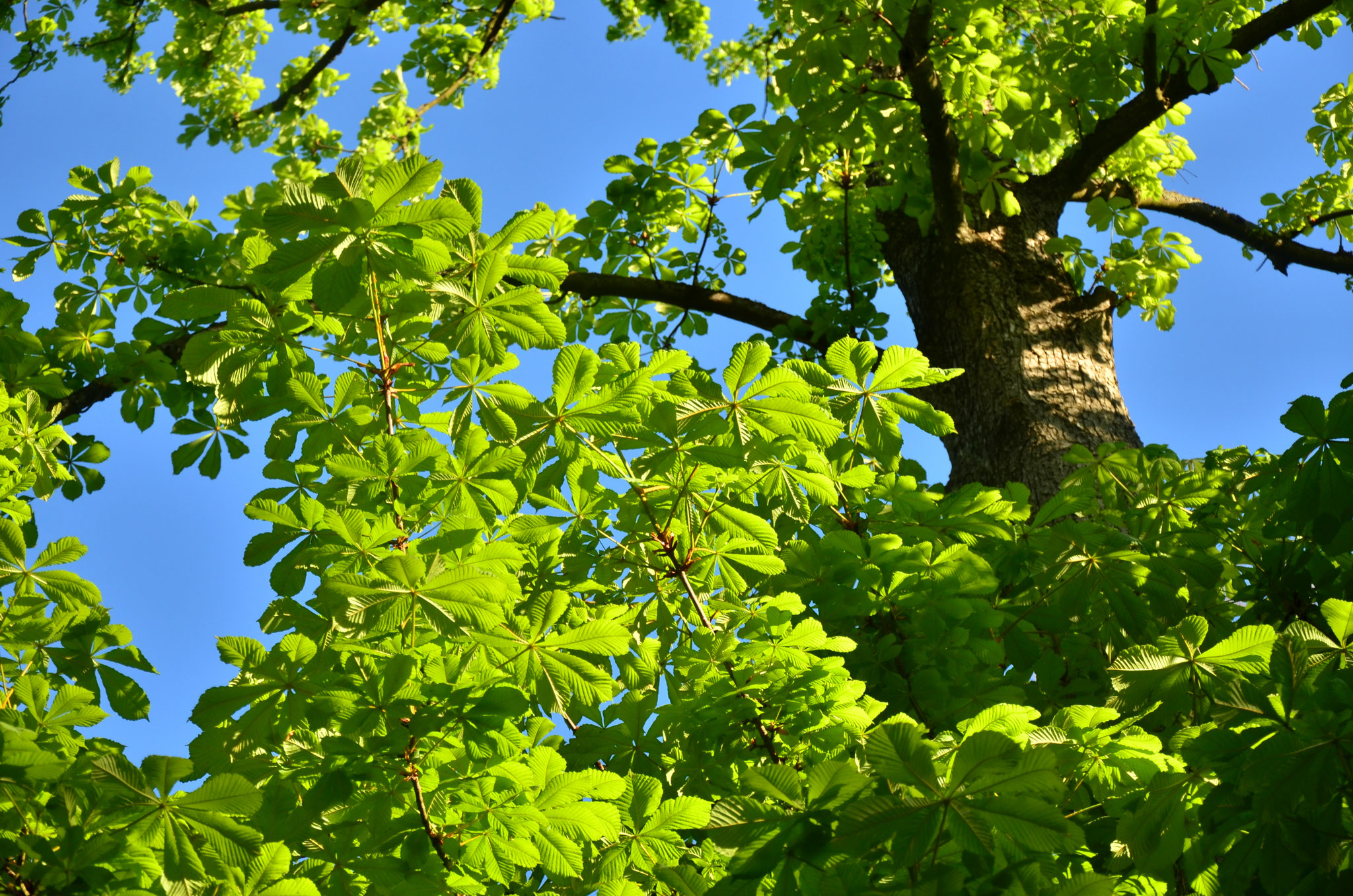 Explosion de verdure