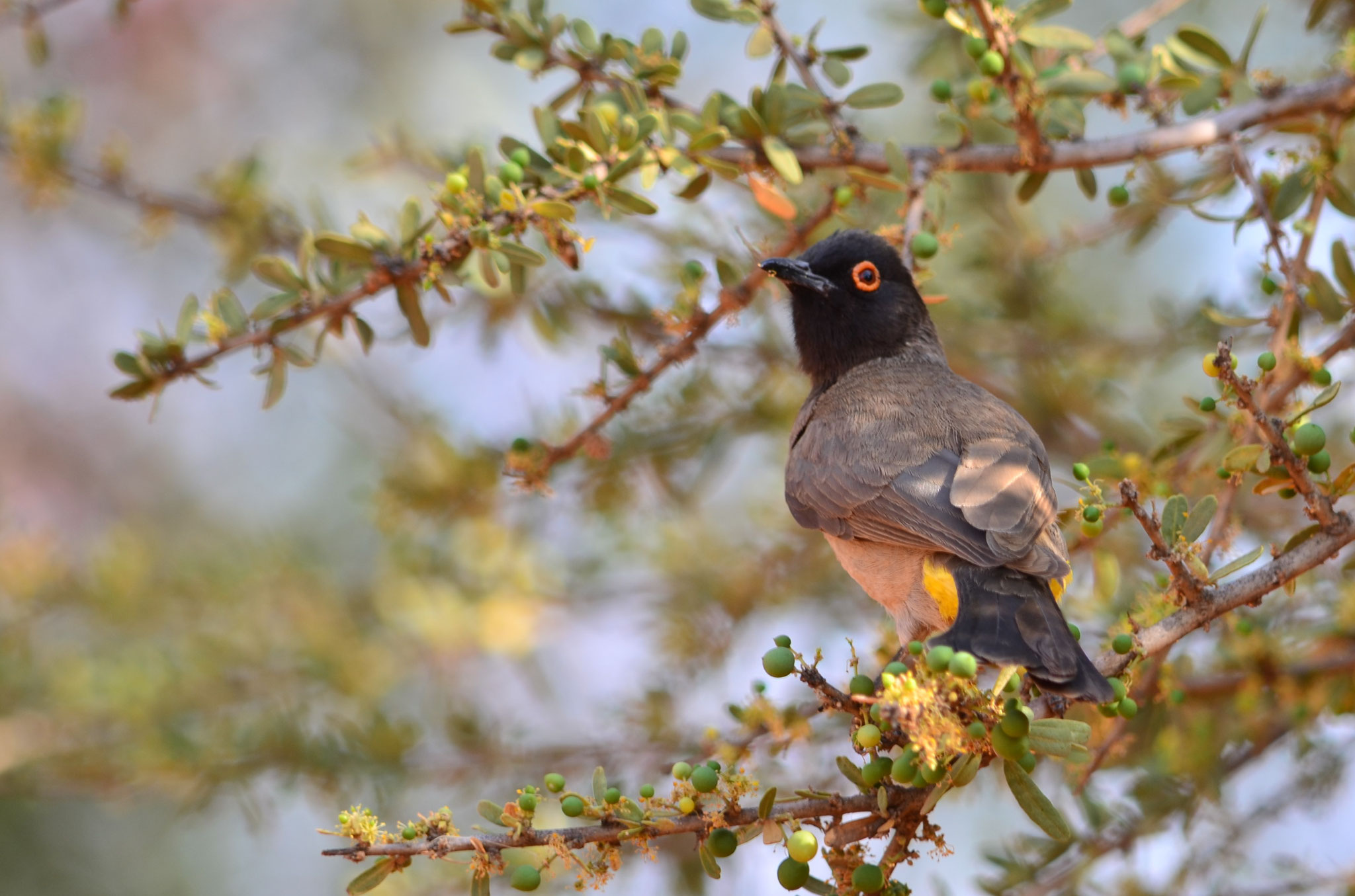 Bulbul brunoir