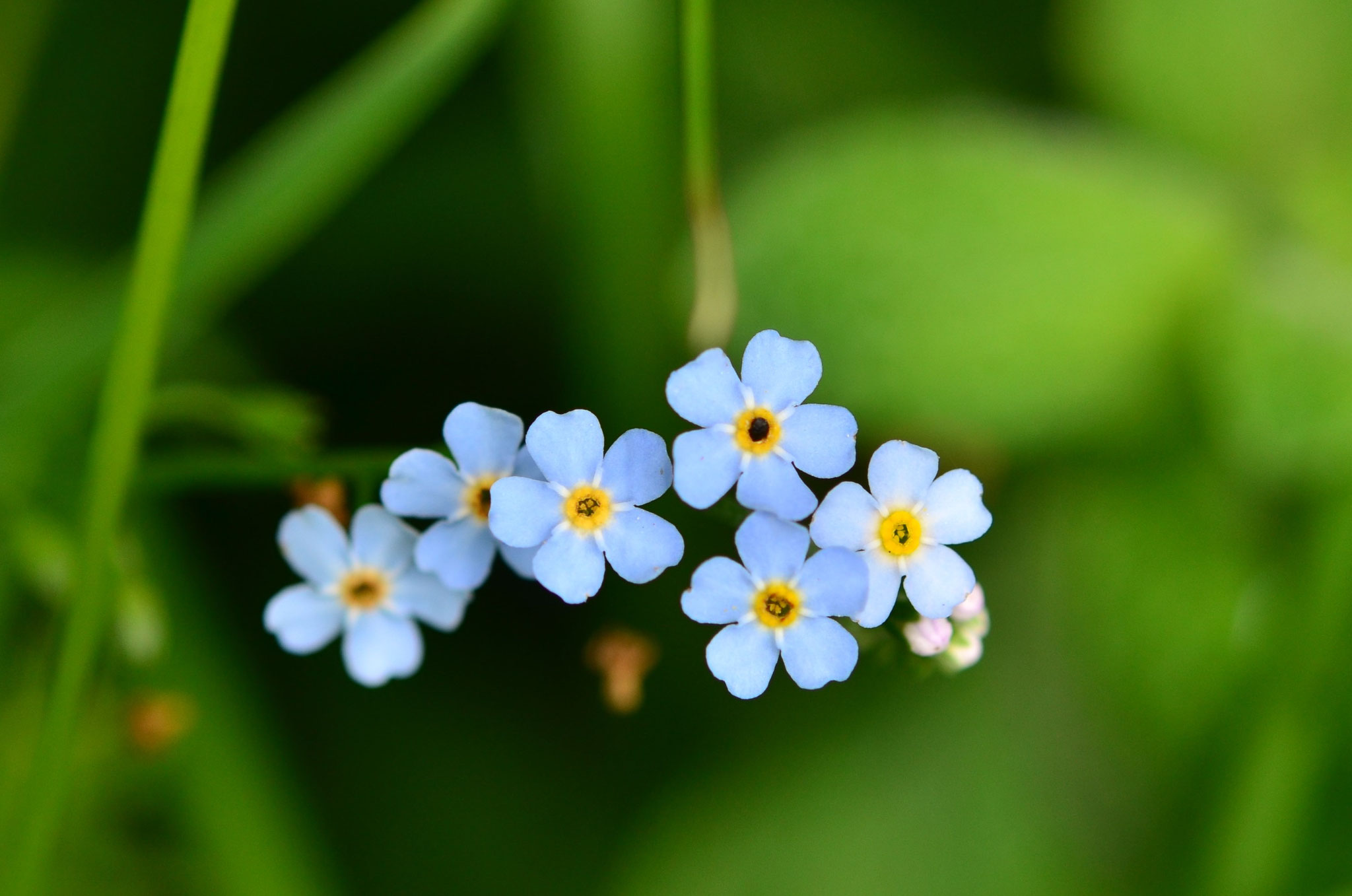 Myosotis