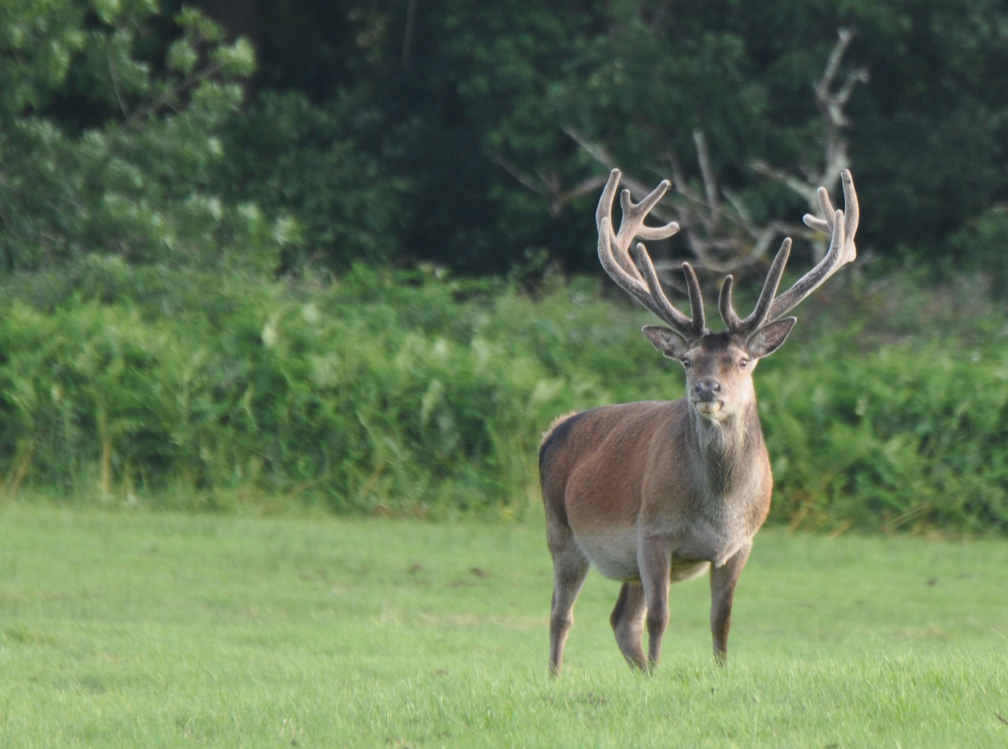 Cerf rouge (Parc de Killarney, Irlande)  Juillet 2011