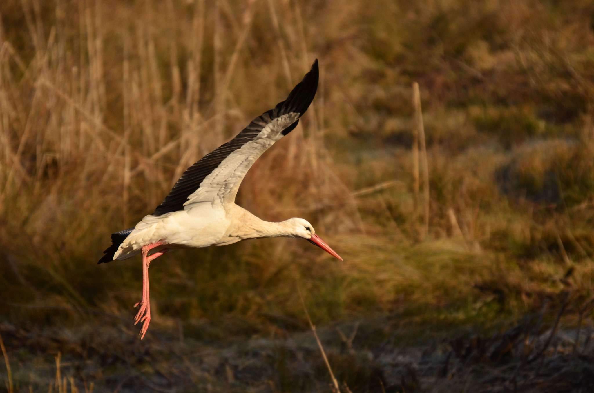 Cigogne blanche (Alsace, France)