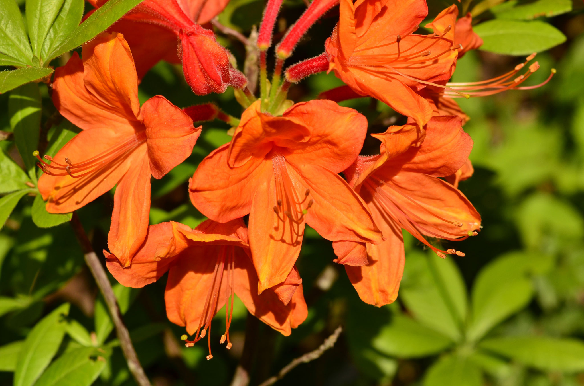 Rhododendron orange