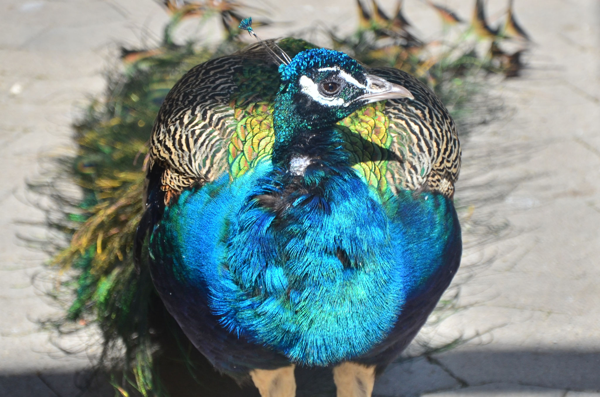 Paon bleu