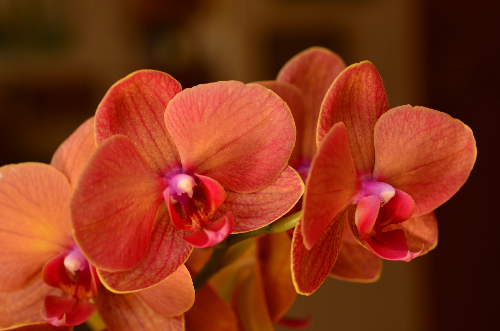 Orchidées