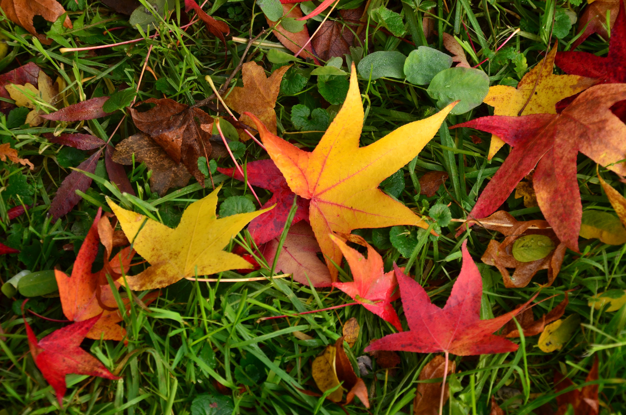 Feuilles d'automne