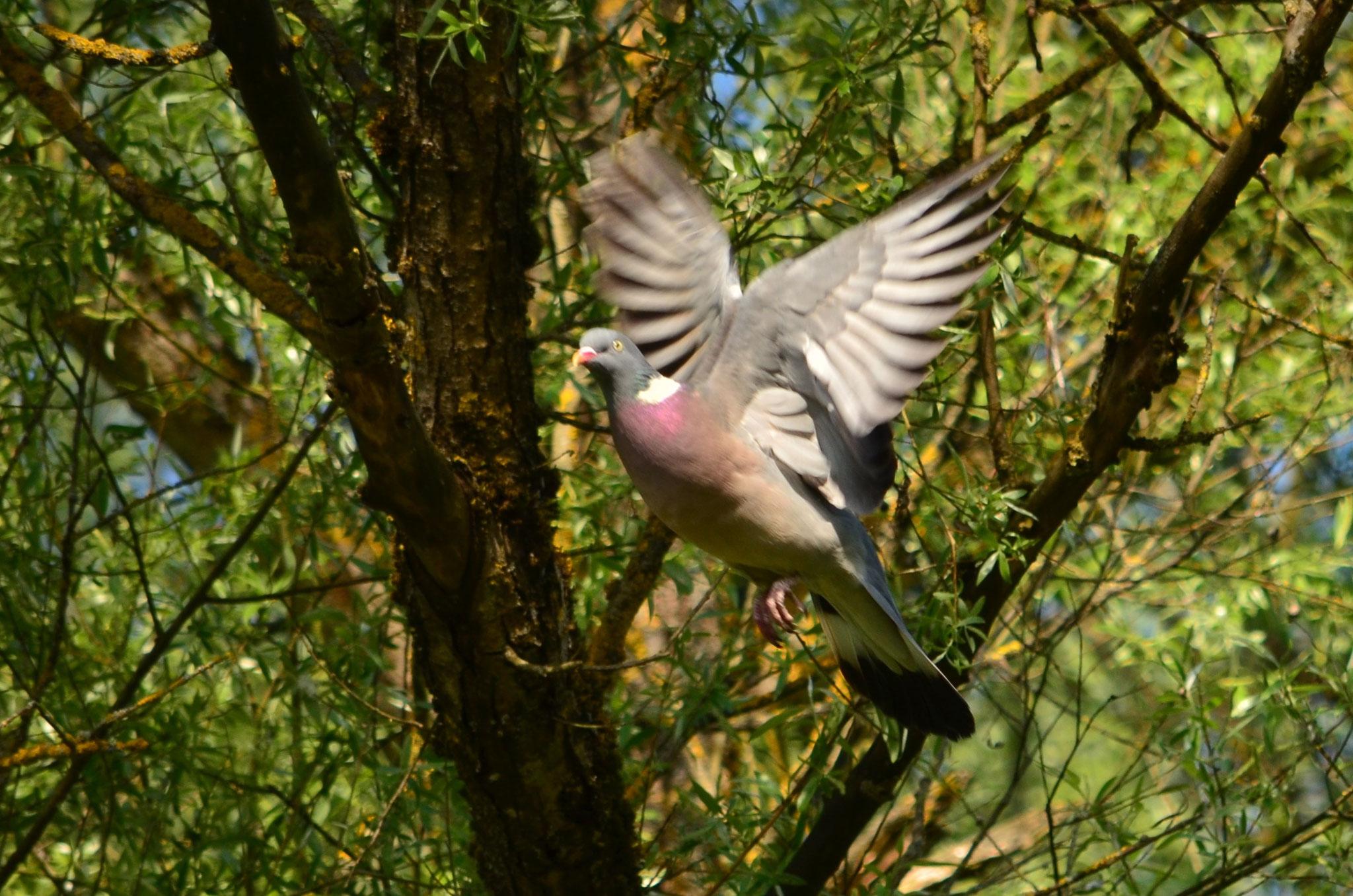 Pigeon ramier (Alsace, France)