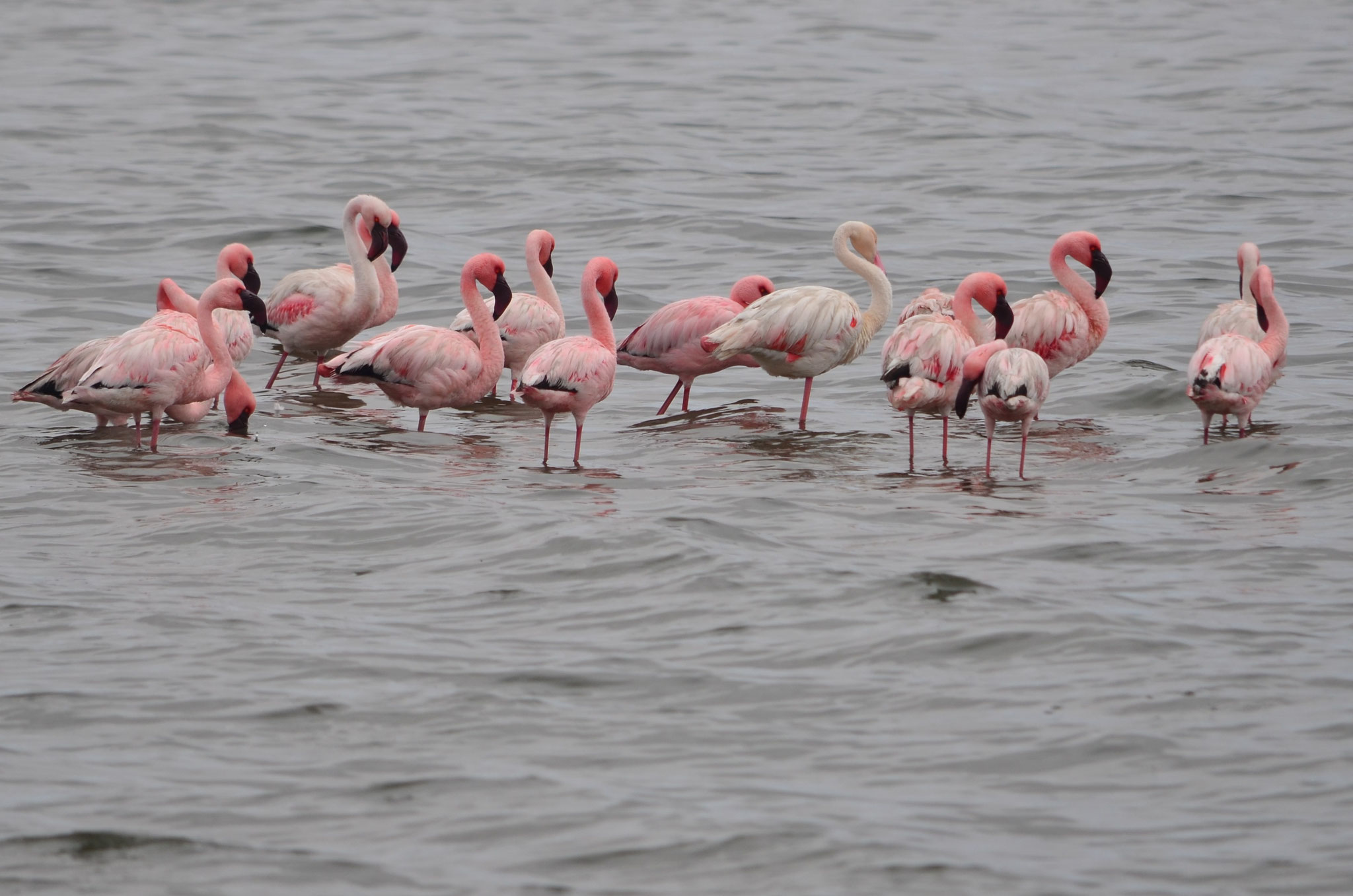 Flamants roses