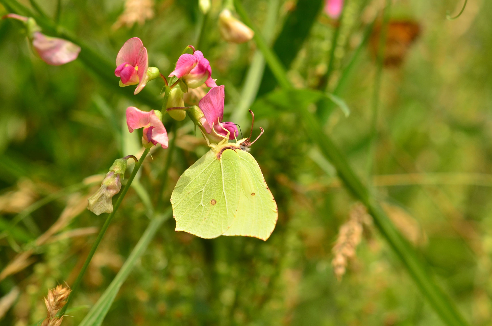 Citron sur pois de senteur