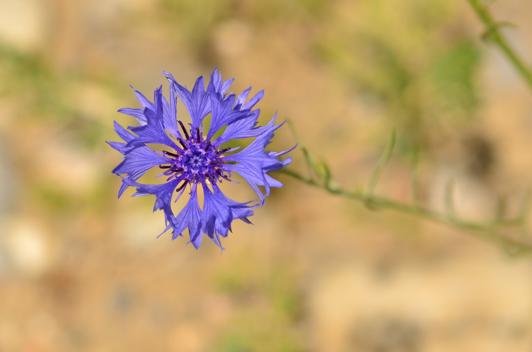 Bleuet