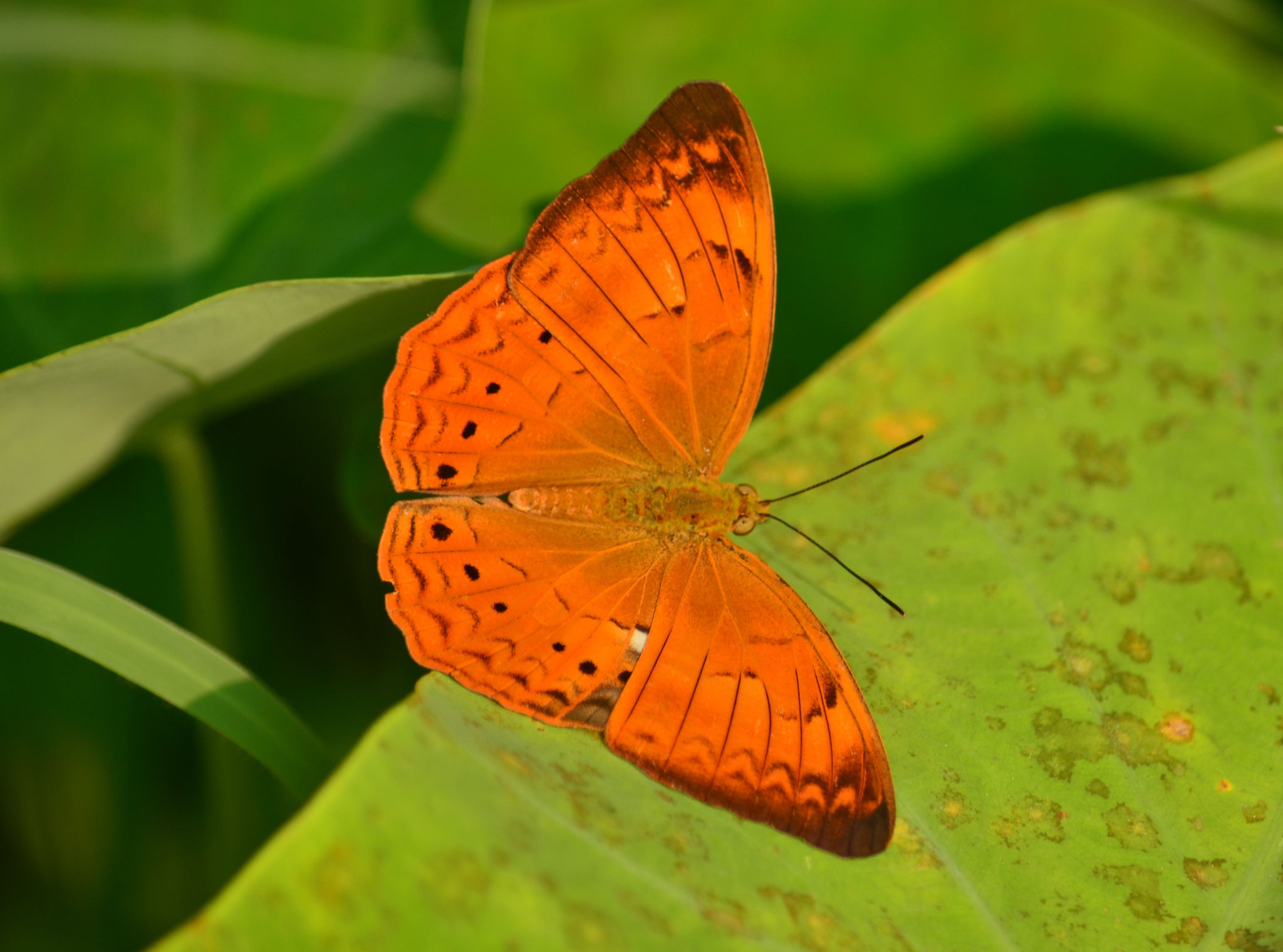 Papillon du Kerala (Inde du sud)