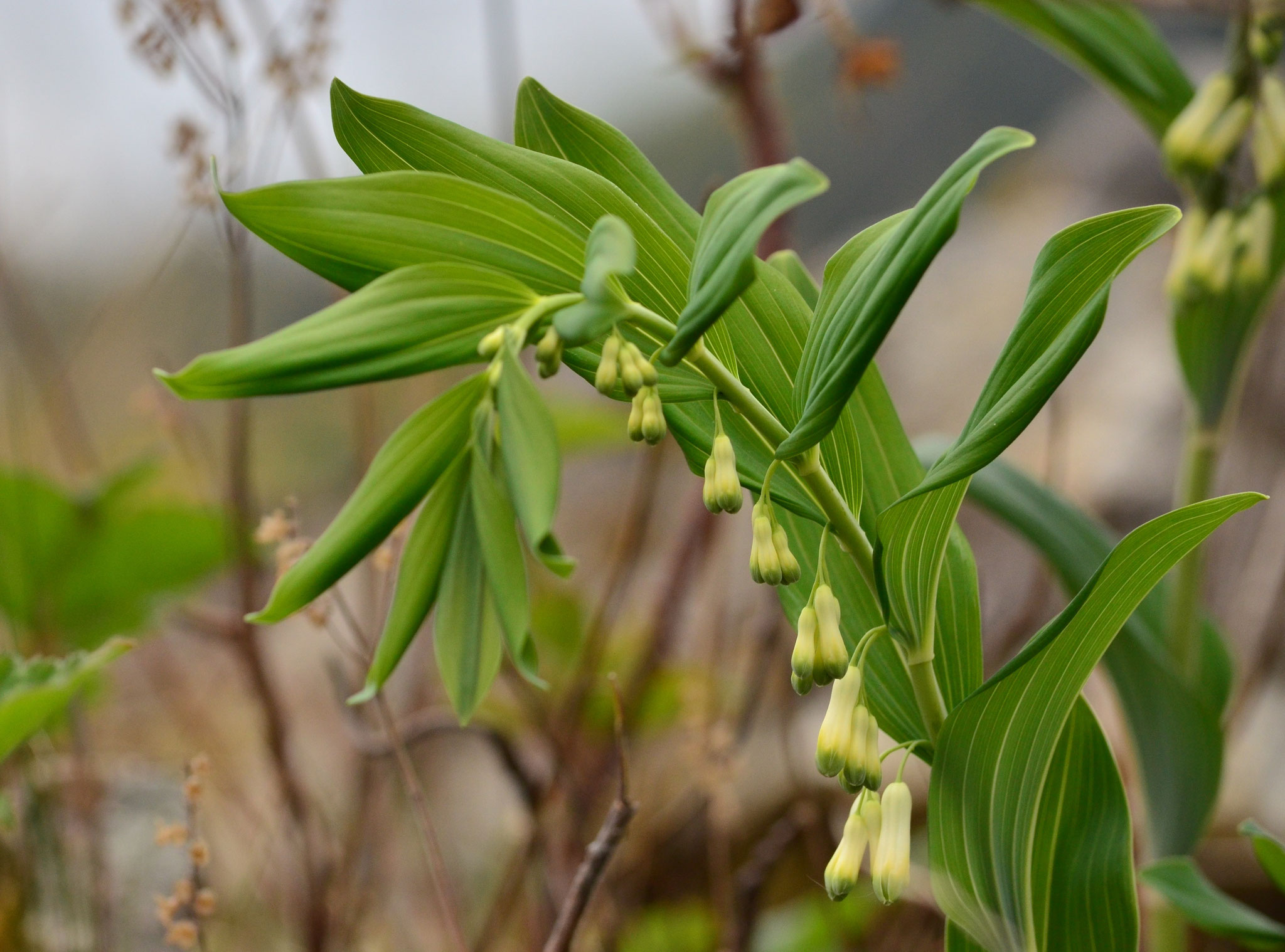 Sceau de Salomon (Forêt de Thann, Haut-Rhin)  Avril 2017