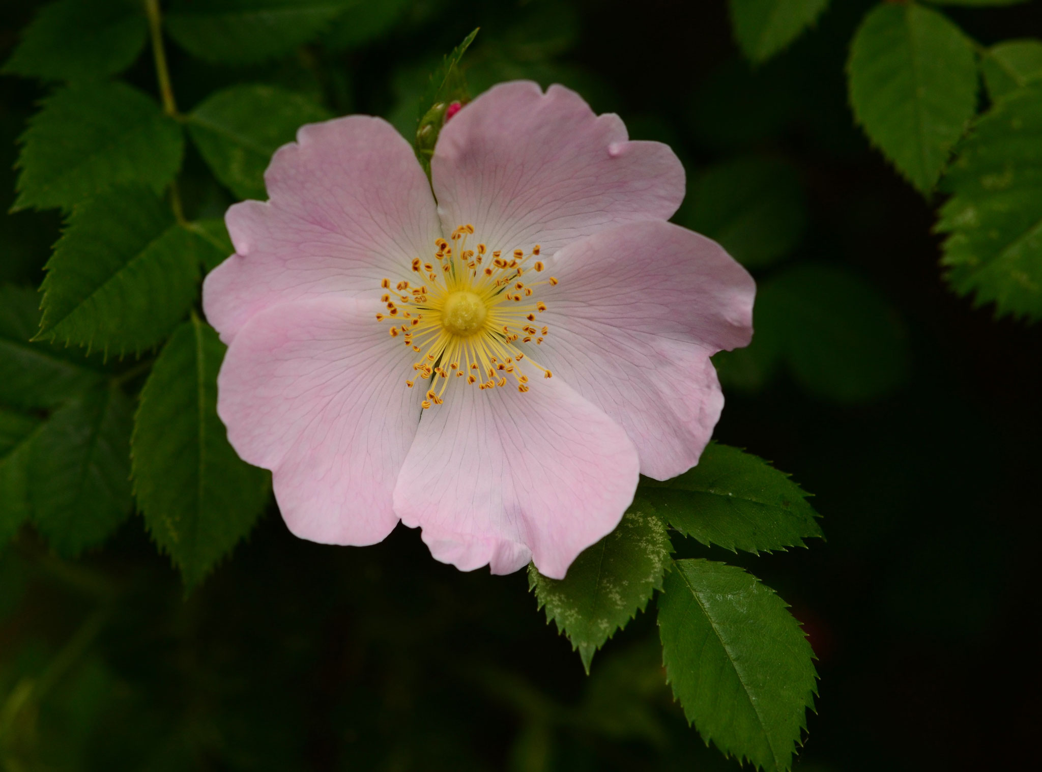 Eglantine (Petite Camargue alsacienne, Haut-Rhin)  Mai 2015