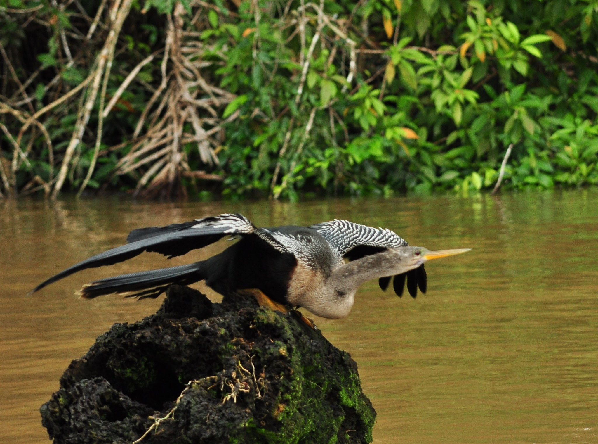 Anhinga d'Amérique (Parc national de Tortuguero, Costa Rica)  Juillet 2014