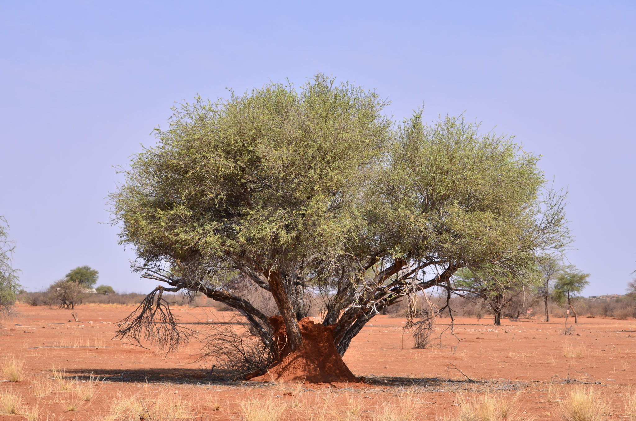 Arbre dans le Kalahari