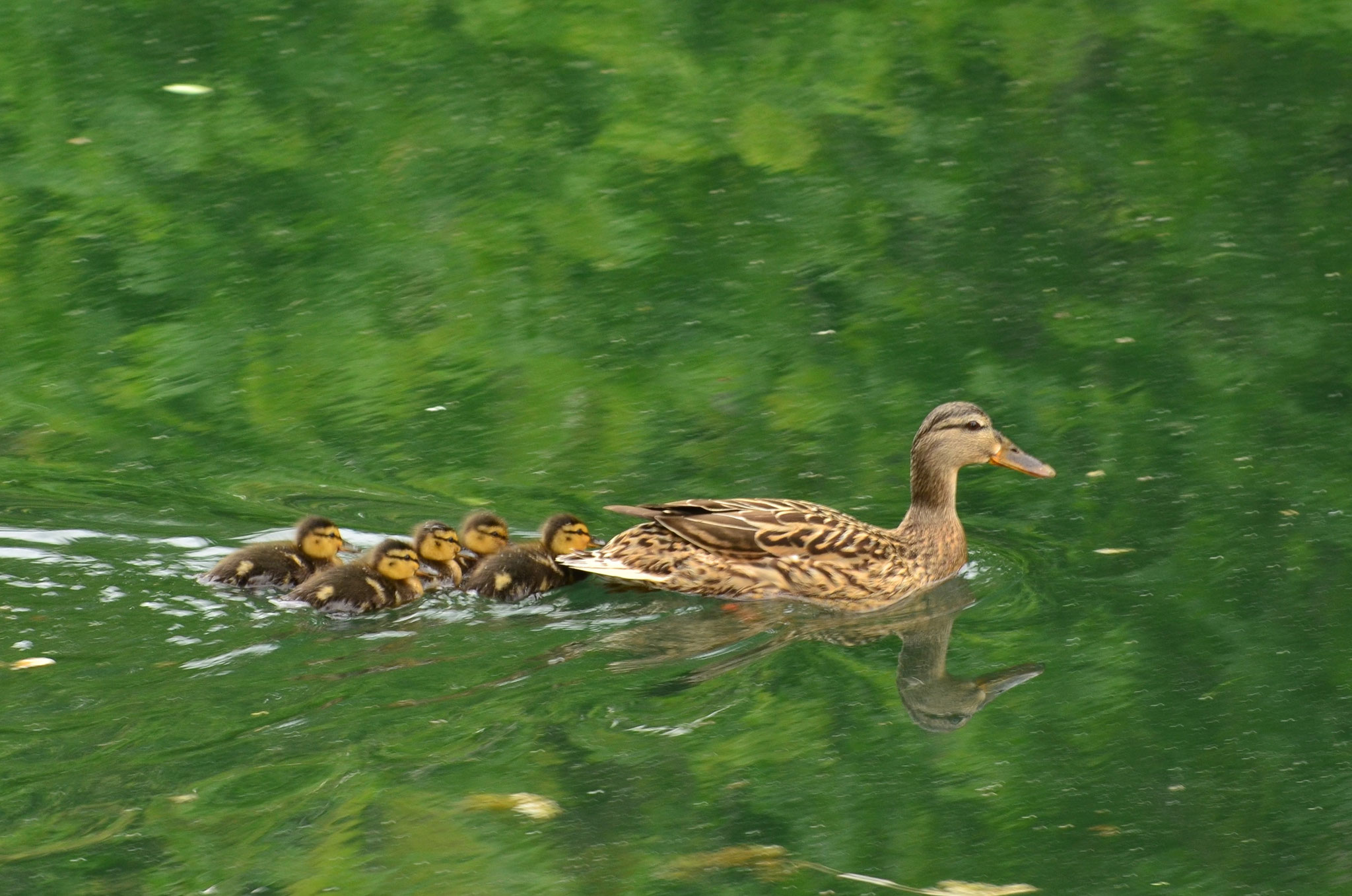 Cane colvert (Alsace, France)