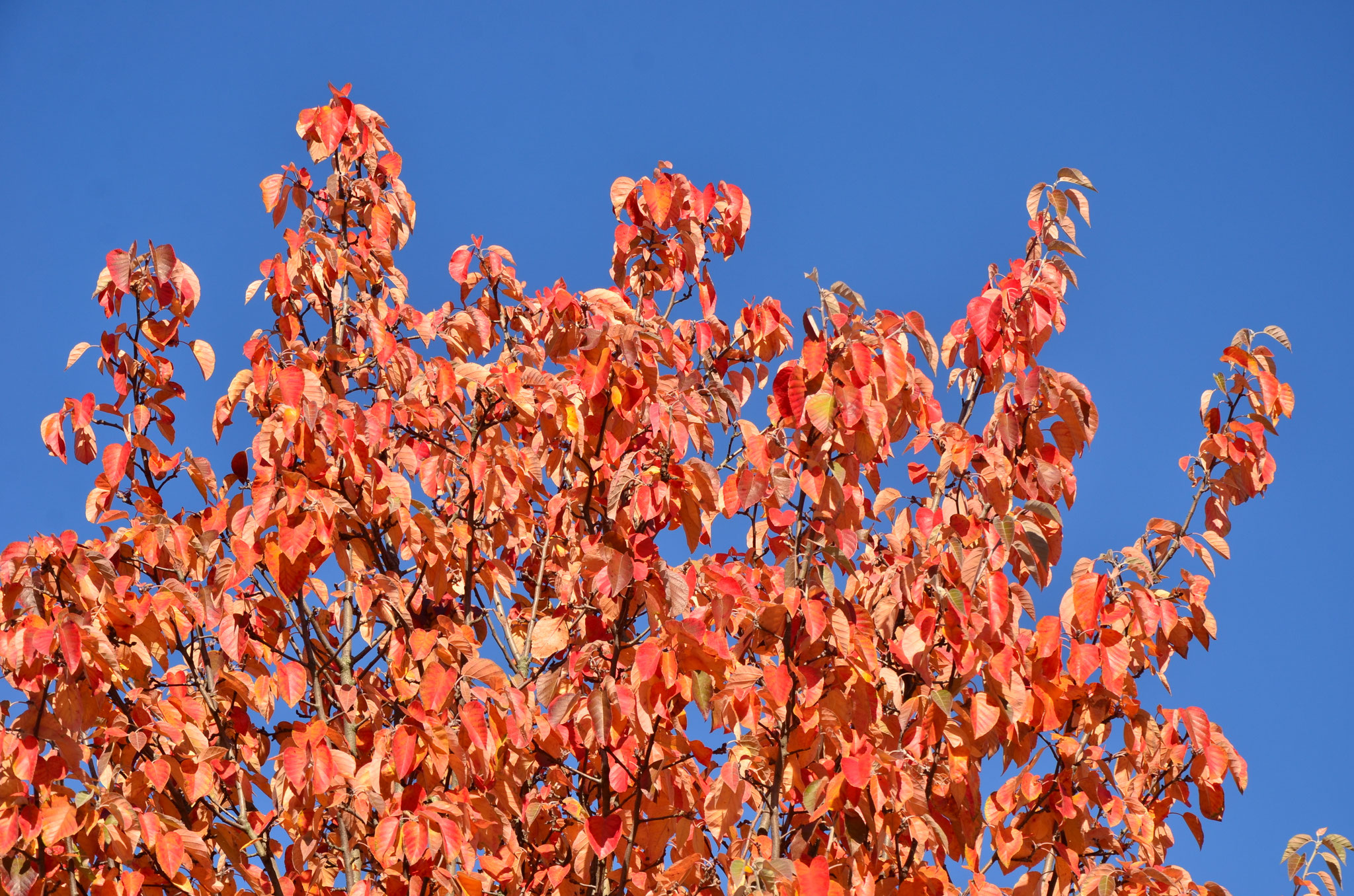 Rouge automne