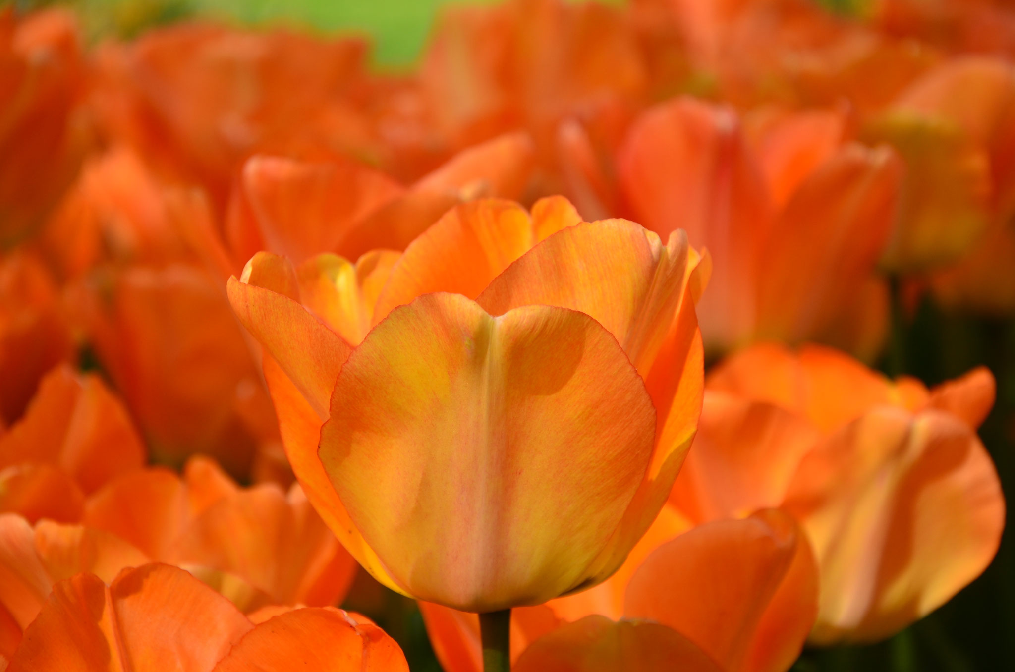Tulipe