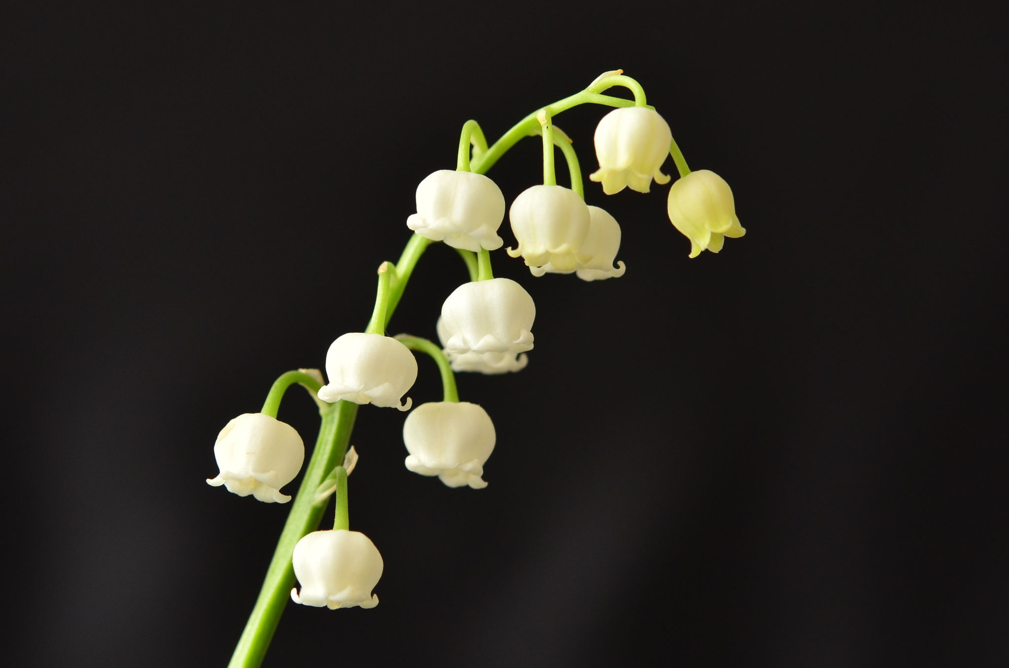 Brin de muguet