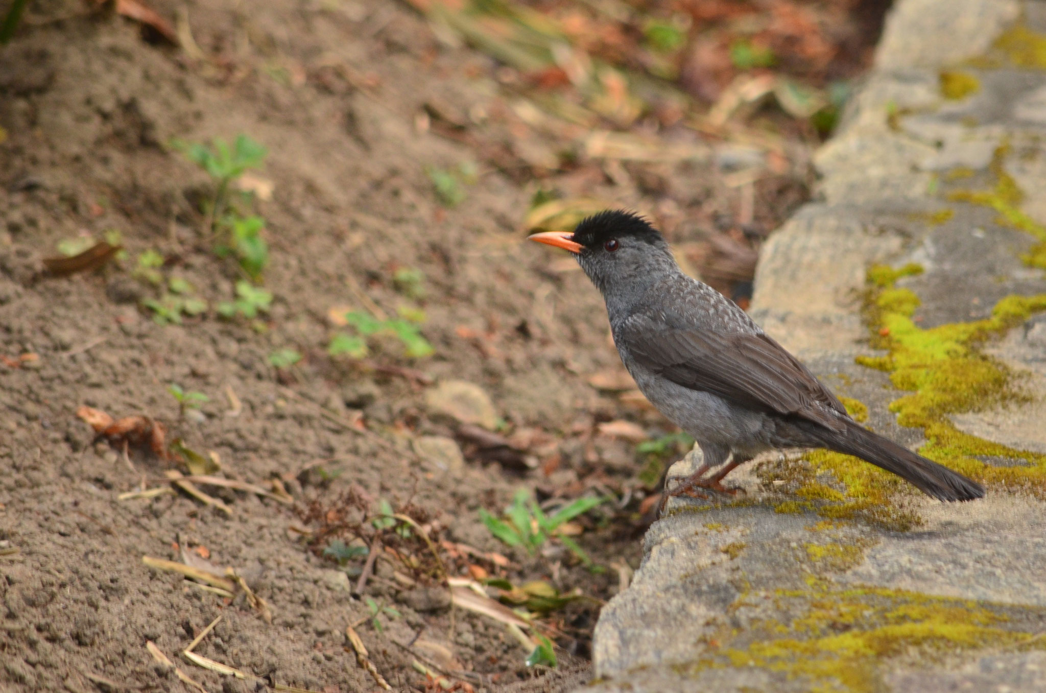Bulbul de Madagascar (Andasibe, Madagascar)