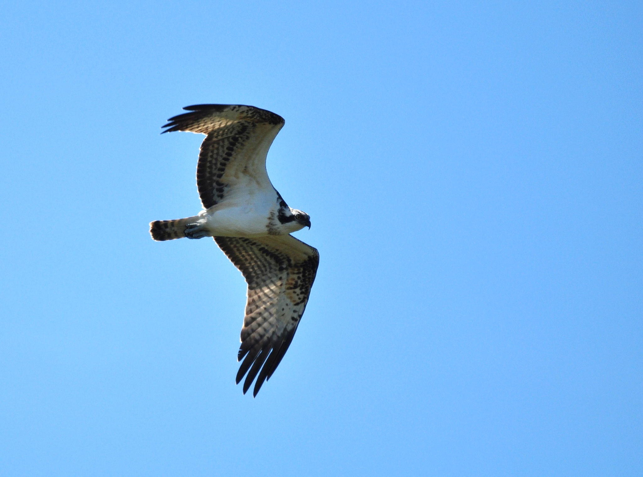 Balbuzard pêcheur (Petite Camargue alsacienne, Haut-Rhin)  Août 2014