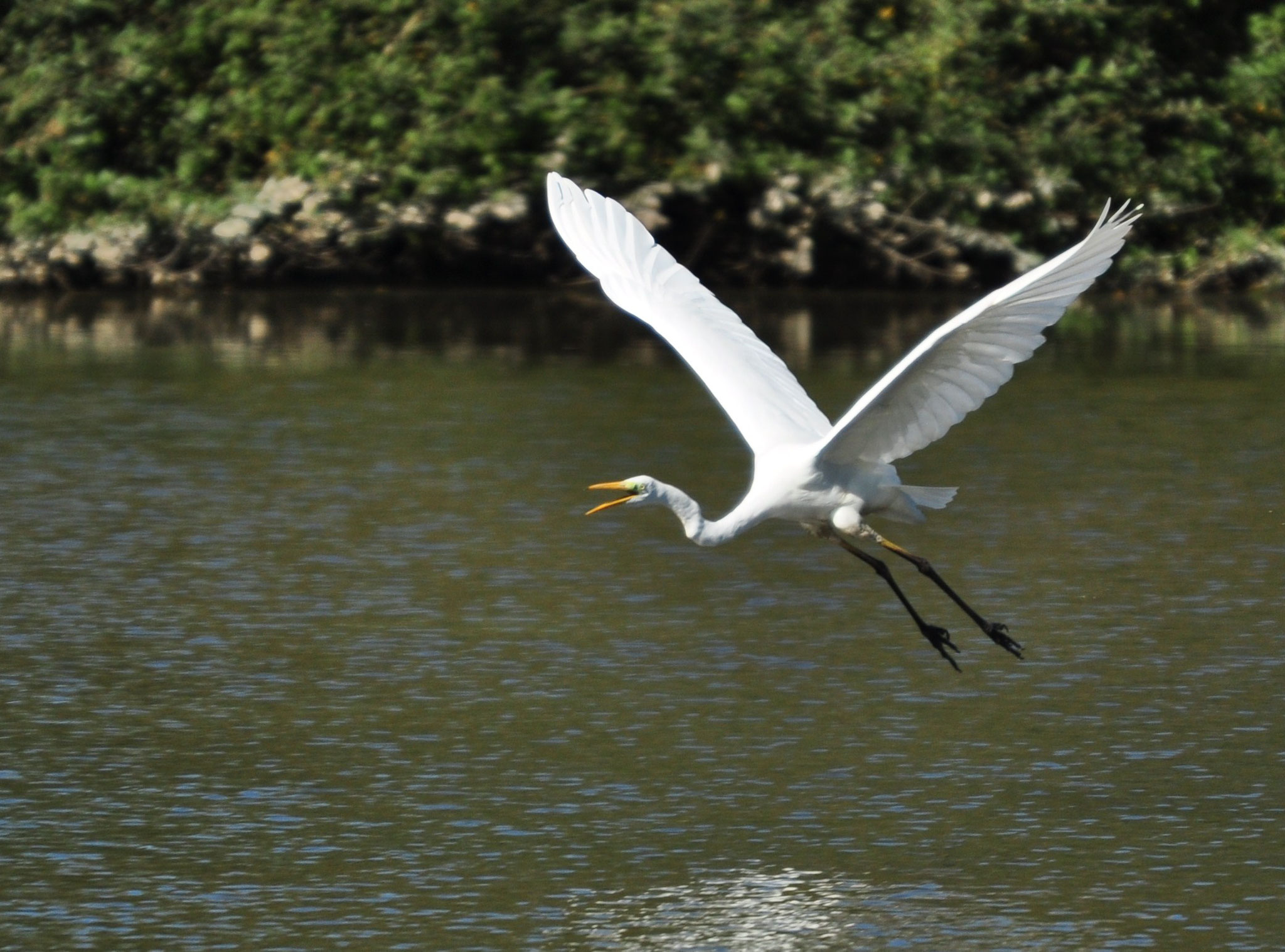 Grande aigrette (Petite Camargue alsacienne, Haut-Rhin)  Octobre 2014