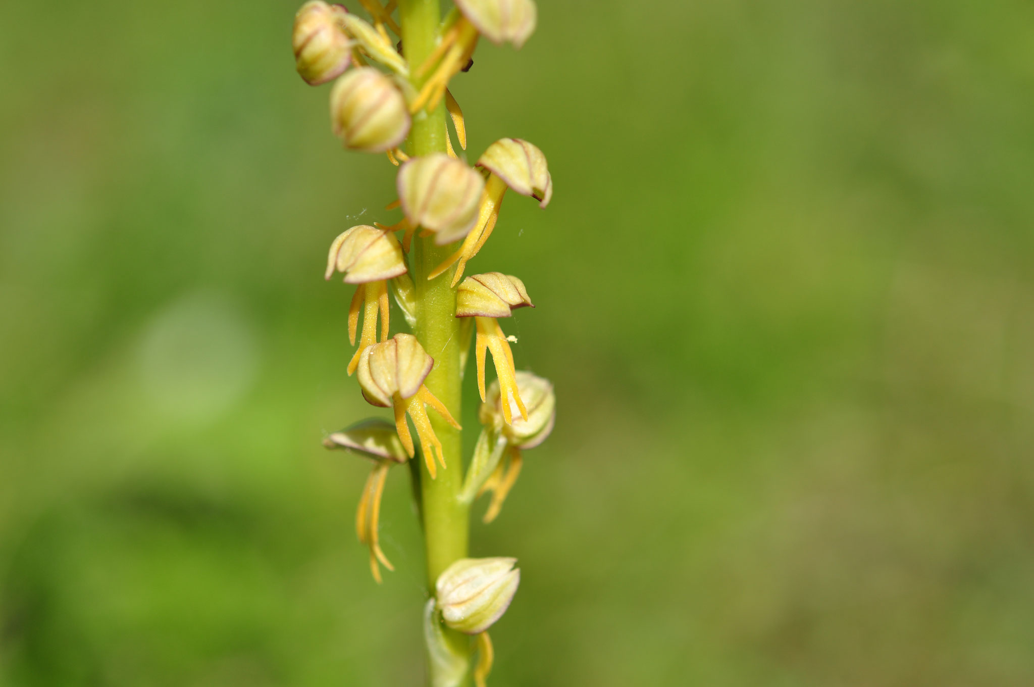 Orchis appelé homme pendu