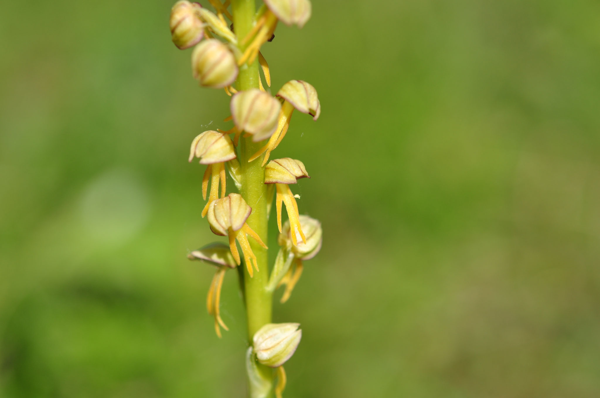 Orchis appelé homme pendu