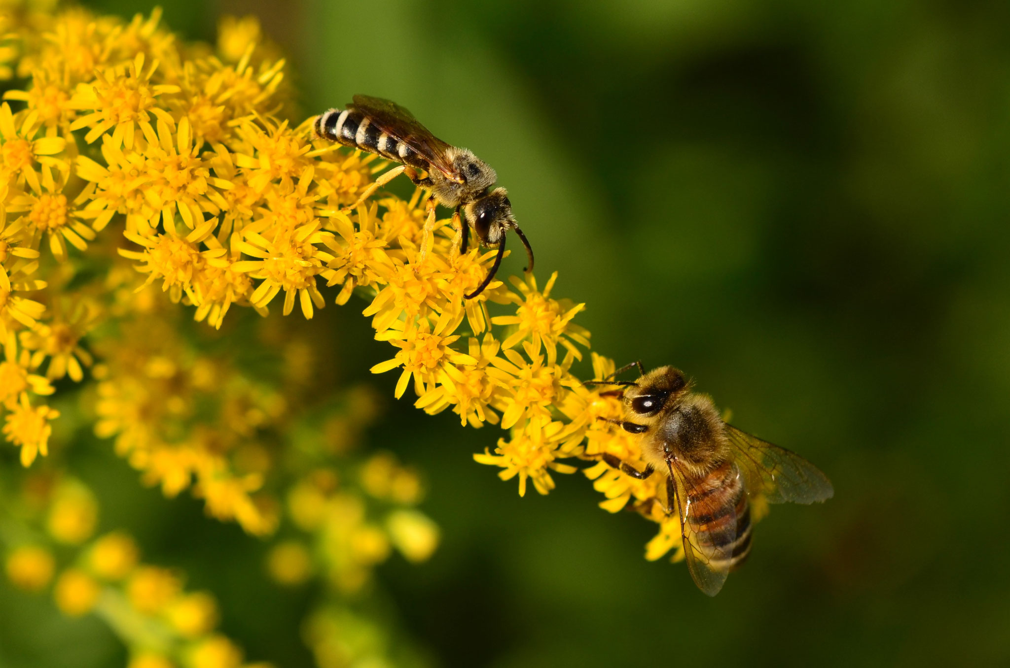 Rencontre au milieu des fleurs jaunes