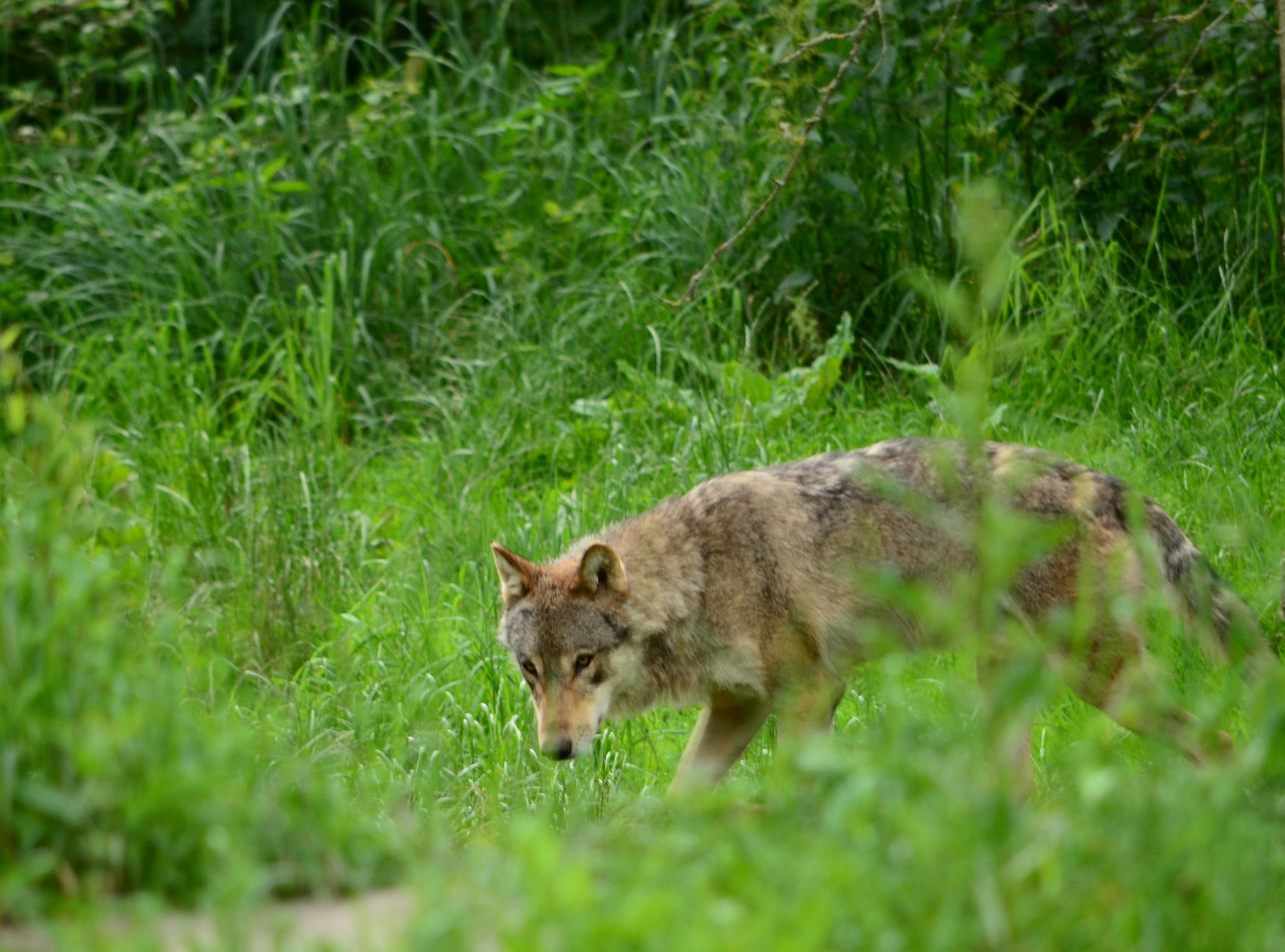 Loup gris d'Europe