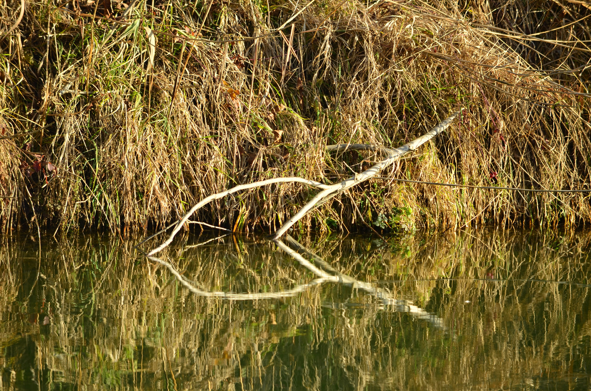 Reflet de branche