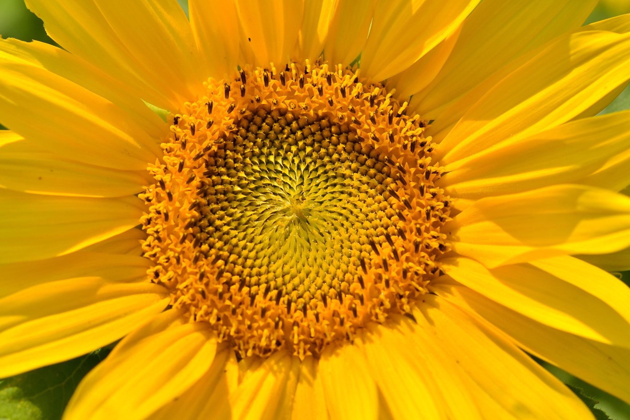 Cœur de tournesol